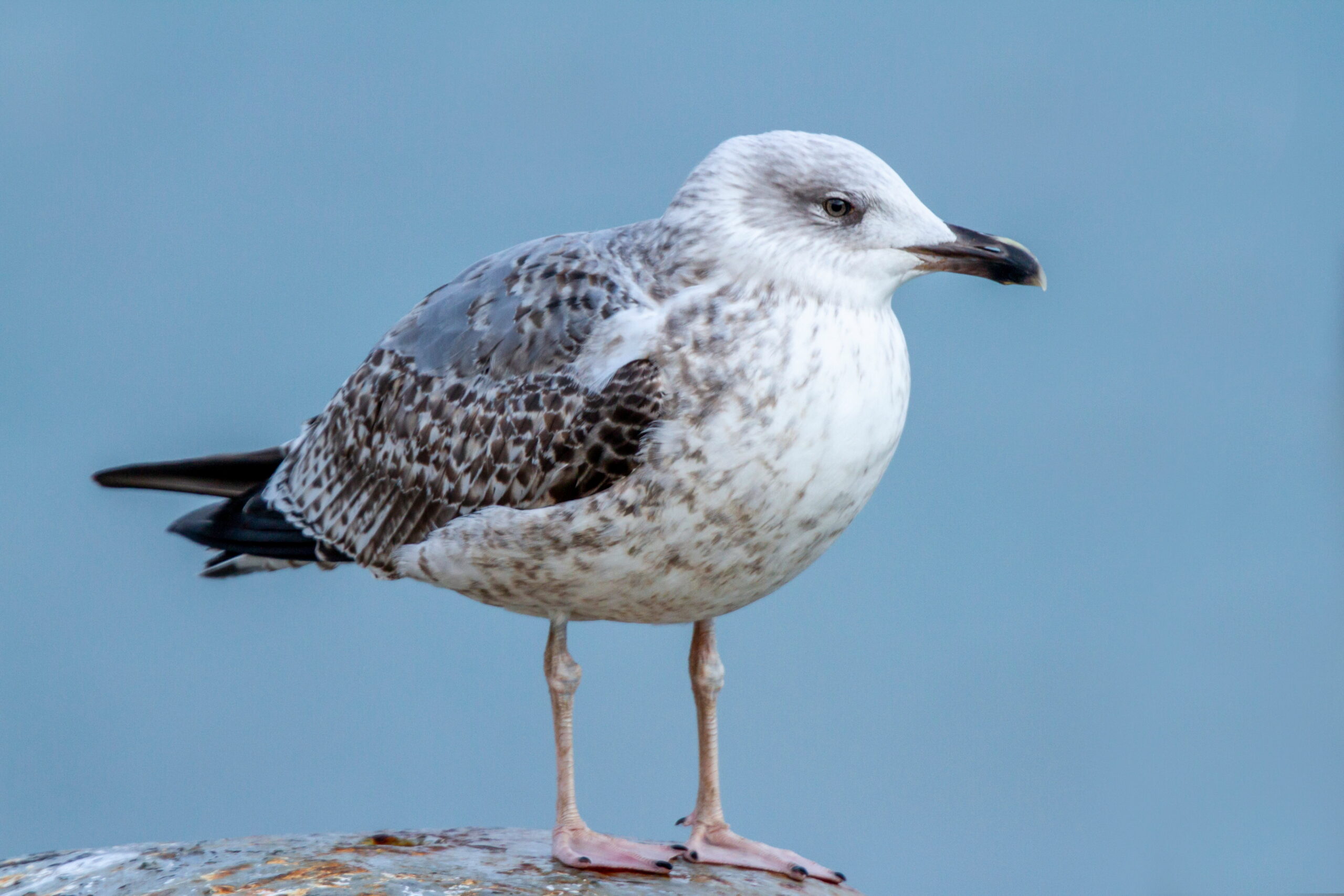 Yellow-legged Gull. Isle of Man, November 2019 © Neil G Morris.