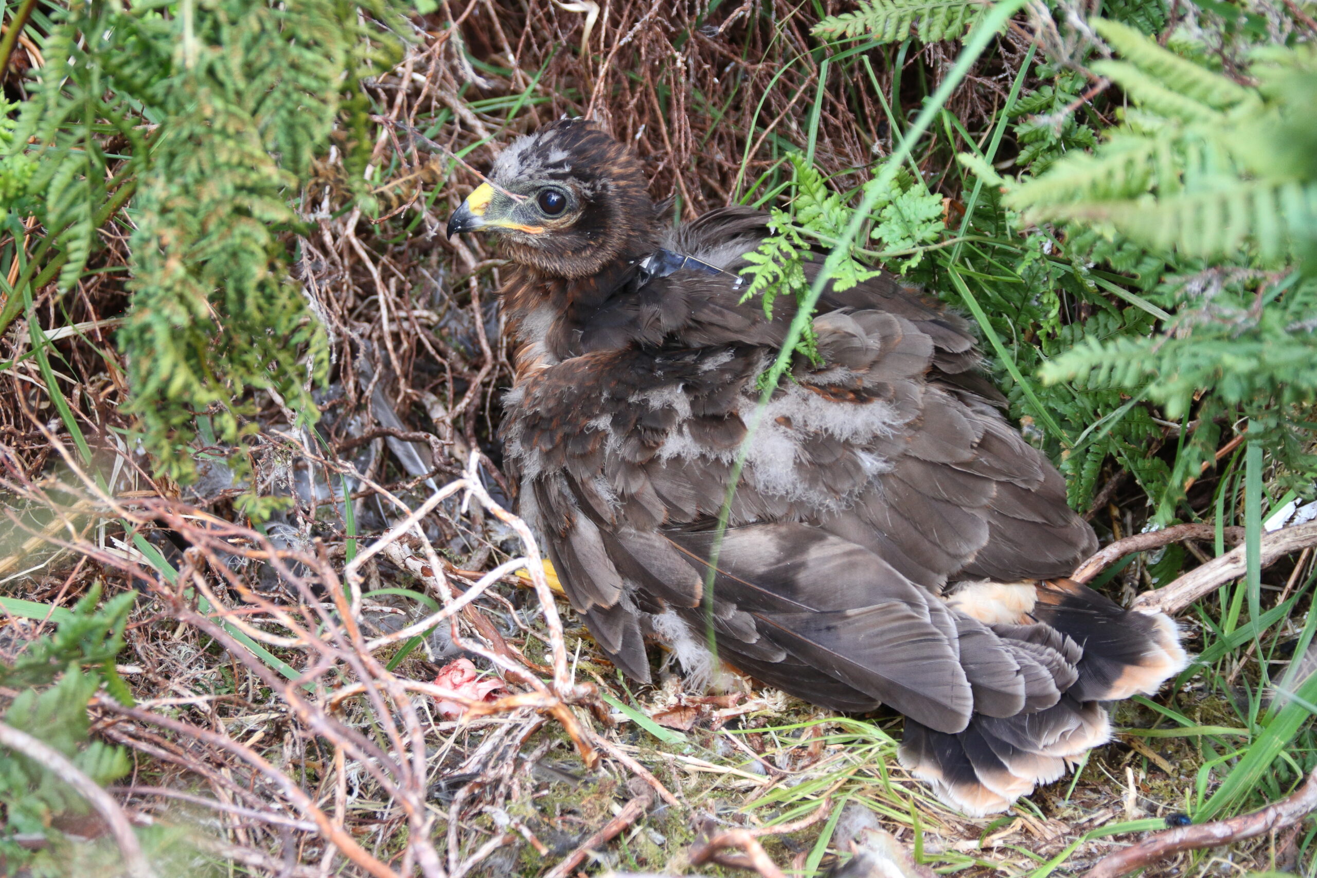 Hen Harrier. Isle of Man, June 2018 © Neil G Morris.