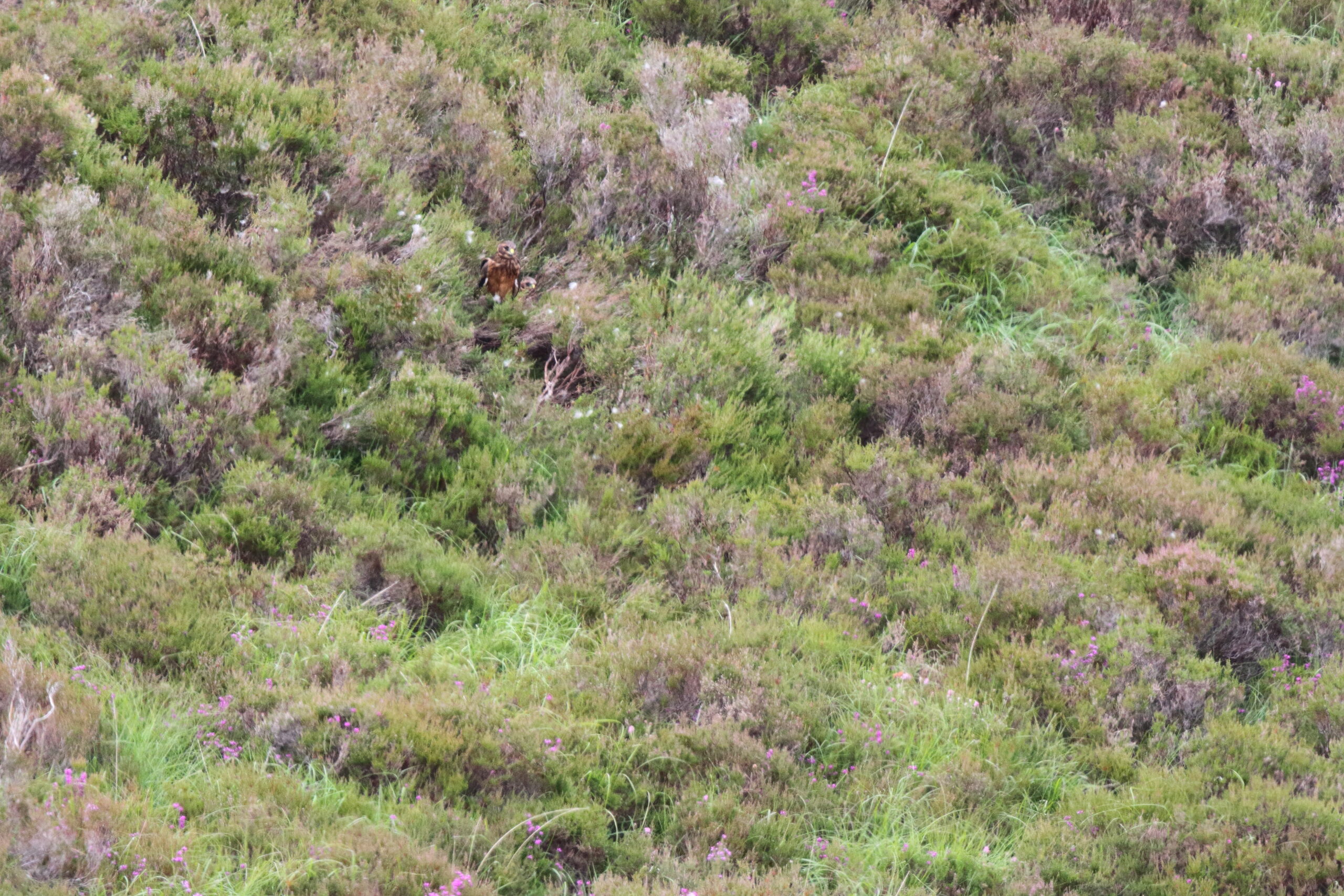 Hen Harrier. Isle of Man, June 2018 © Neil G Morris.