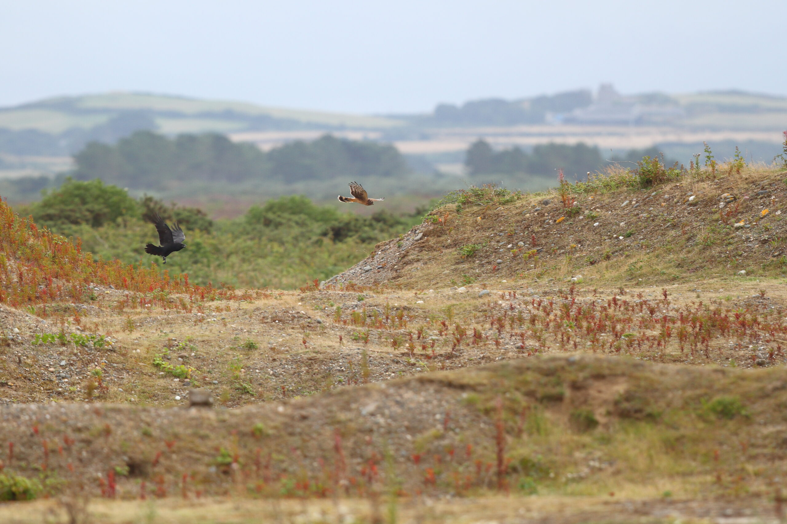 Hen Harrier. Isle of Man, August 2021 © Neil G Morris.