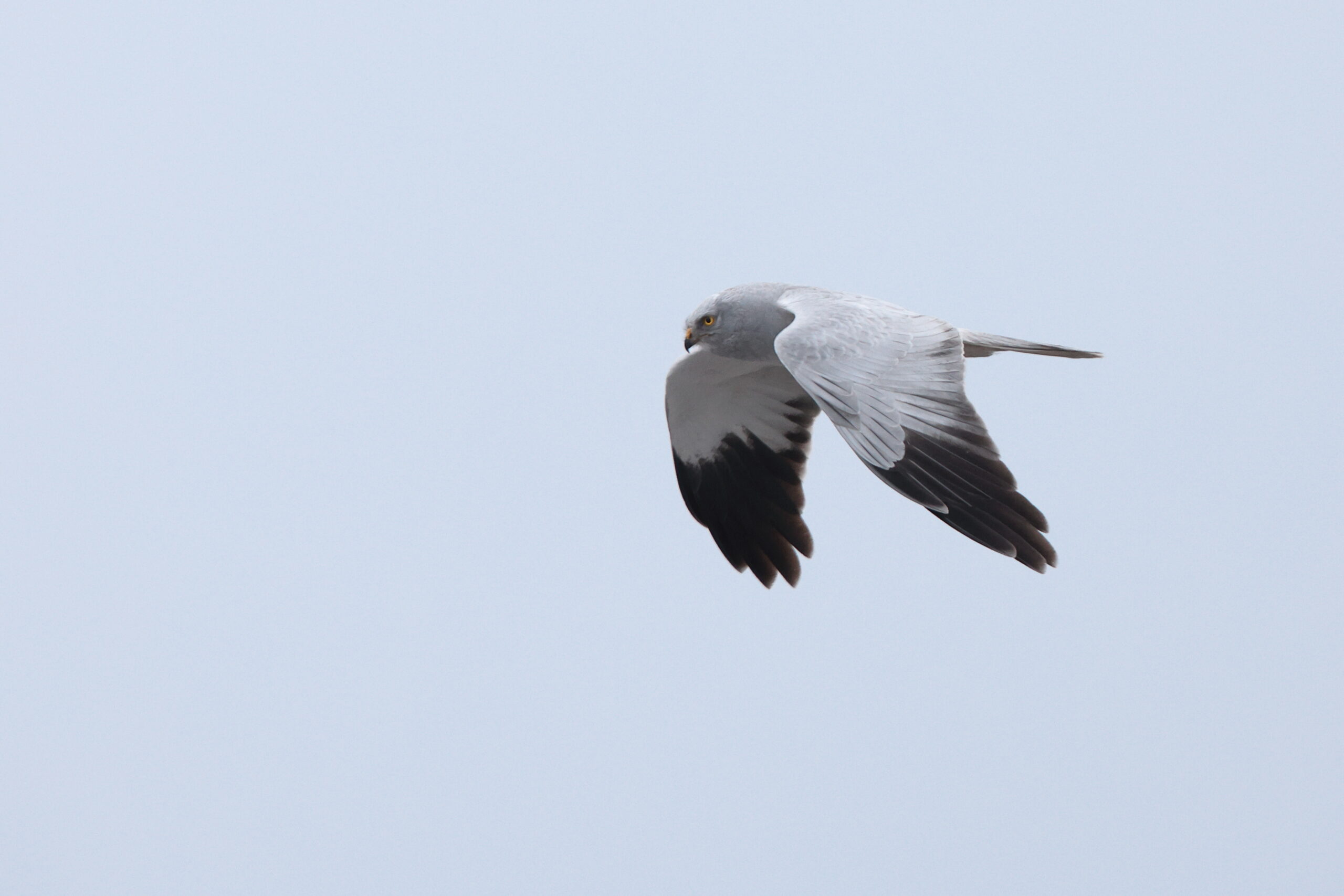 Hen Harrier. Isle of Man, May 2024 © Neil G Morris.