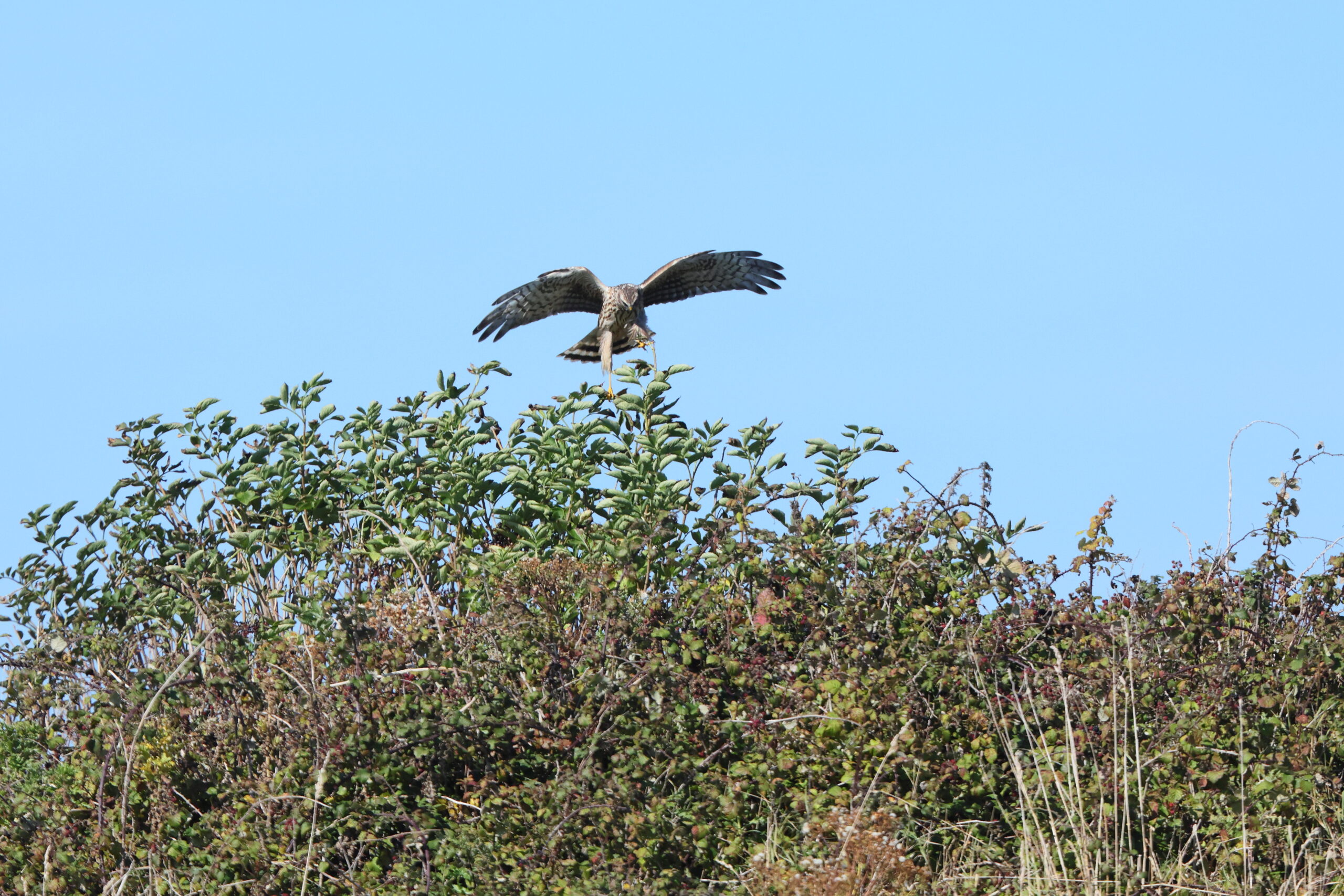 Hen Harrier. Isle of Man, September 2024 © Neil G Morris.