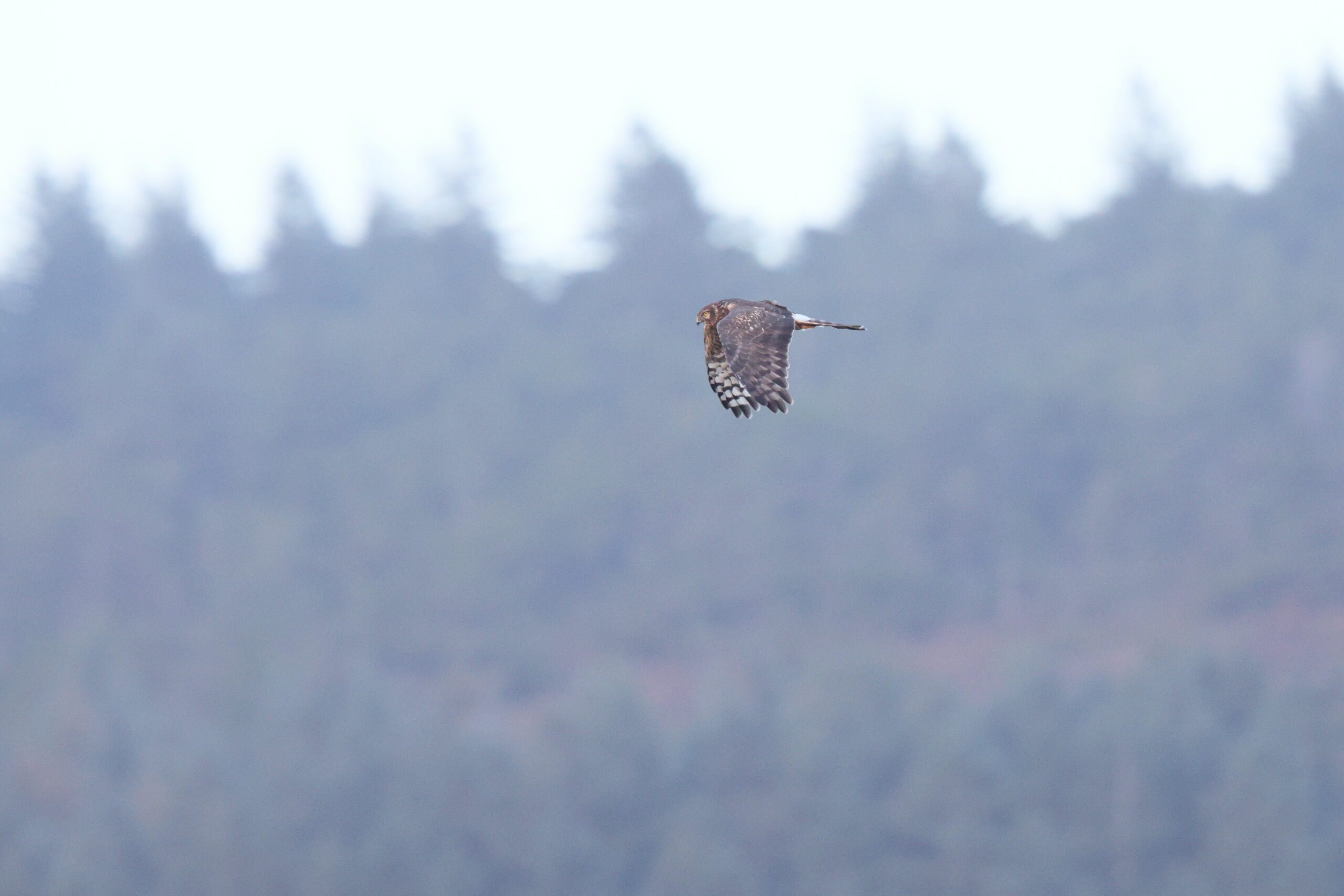 Hen Harrier. Isle of Man, October 2024 © Neil G Morris.