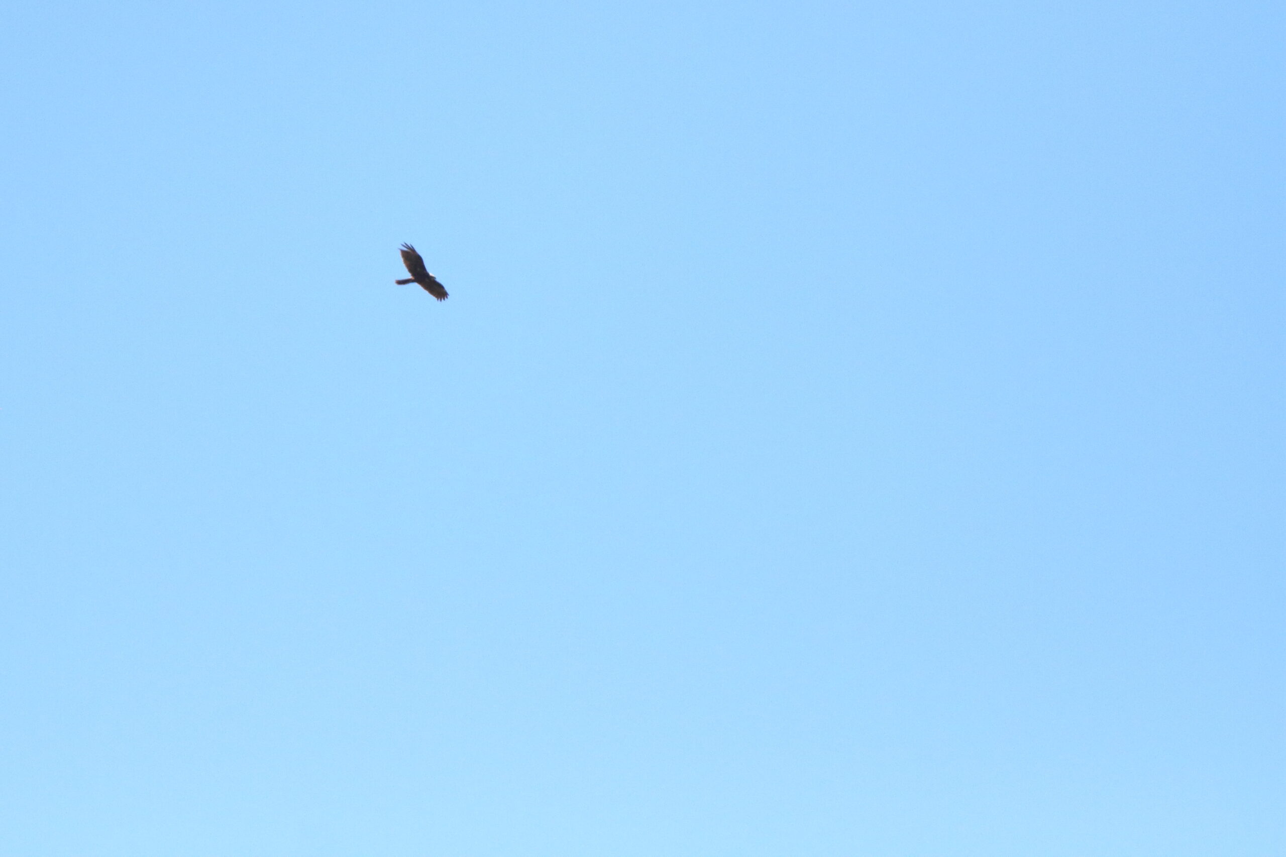 Marsh Harrier. Isle of Man, May 2019 © Neil G Morris.