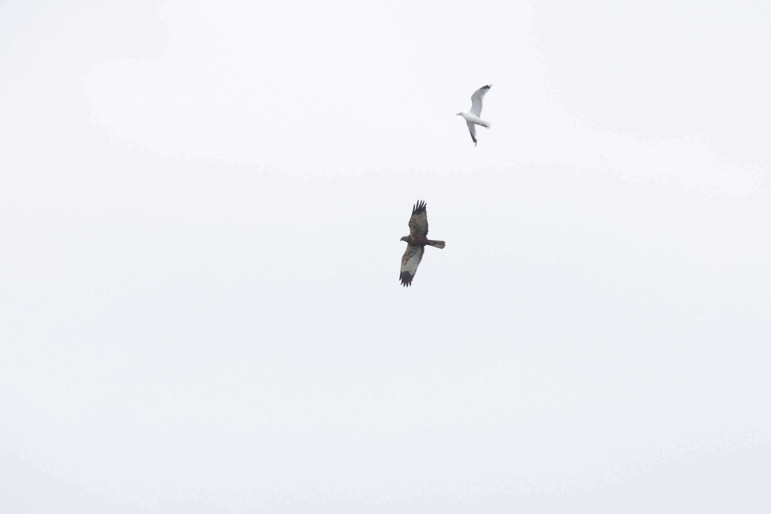 Marsh Harrier. Isle of Man, April 2024 © Neil G Morris.