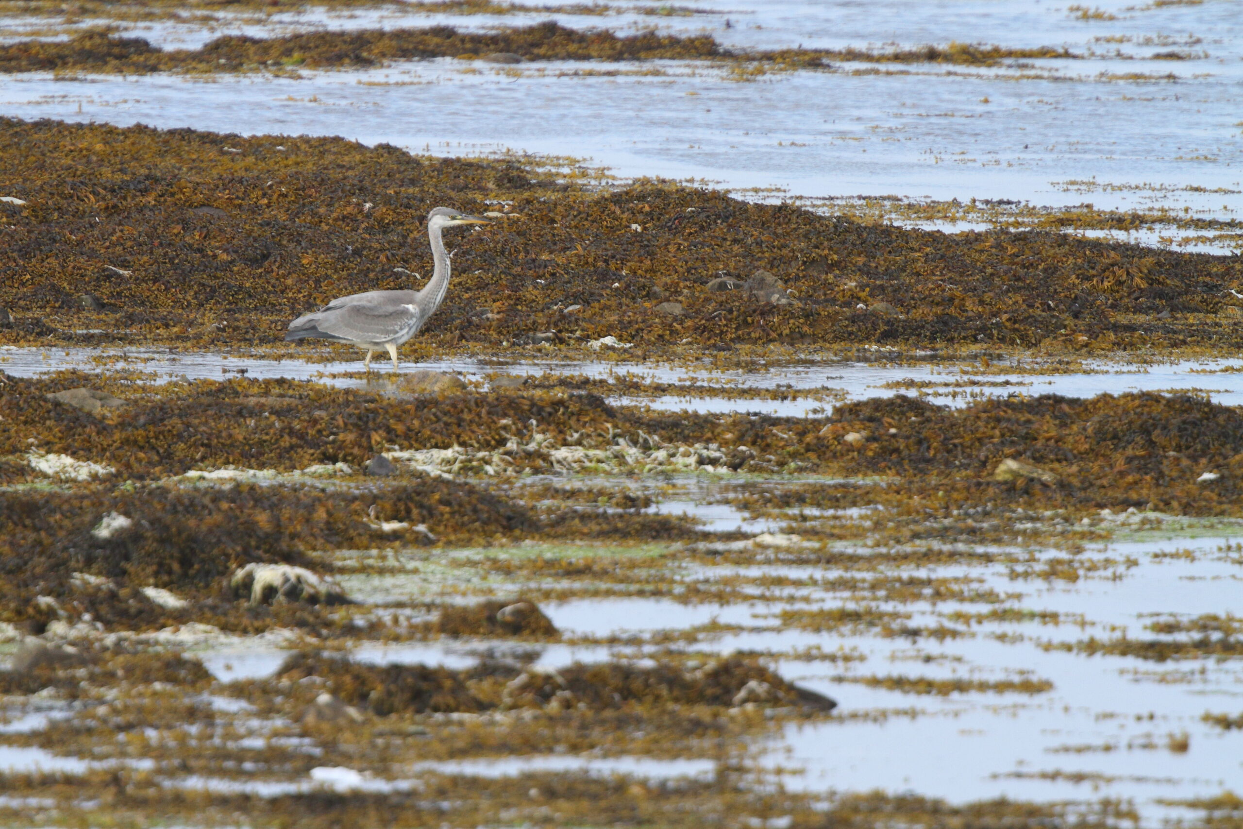 Grey Heron. Isle of Man, June 2022 © Neil G Morris.