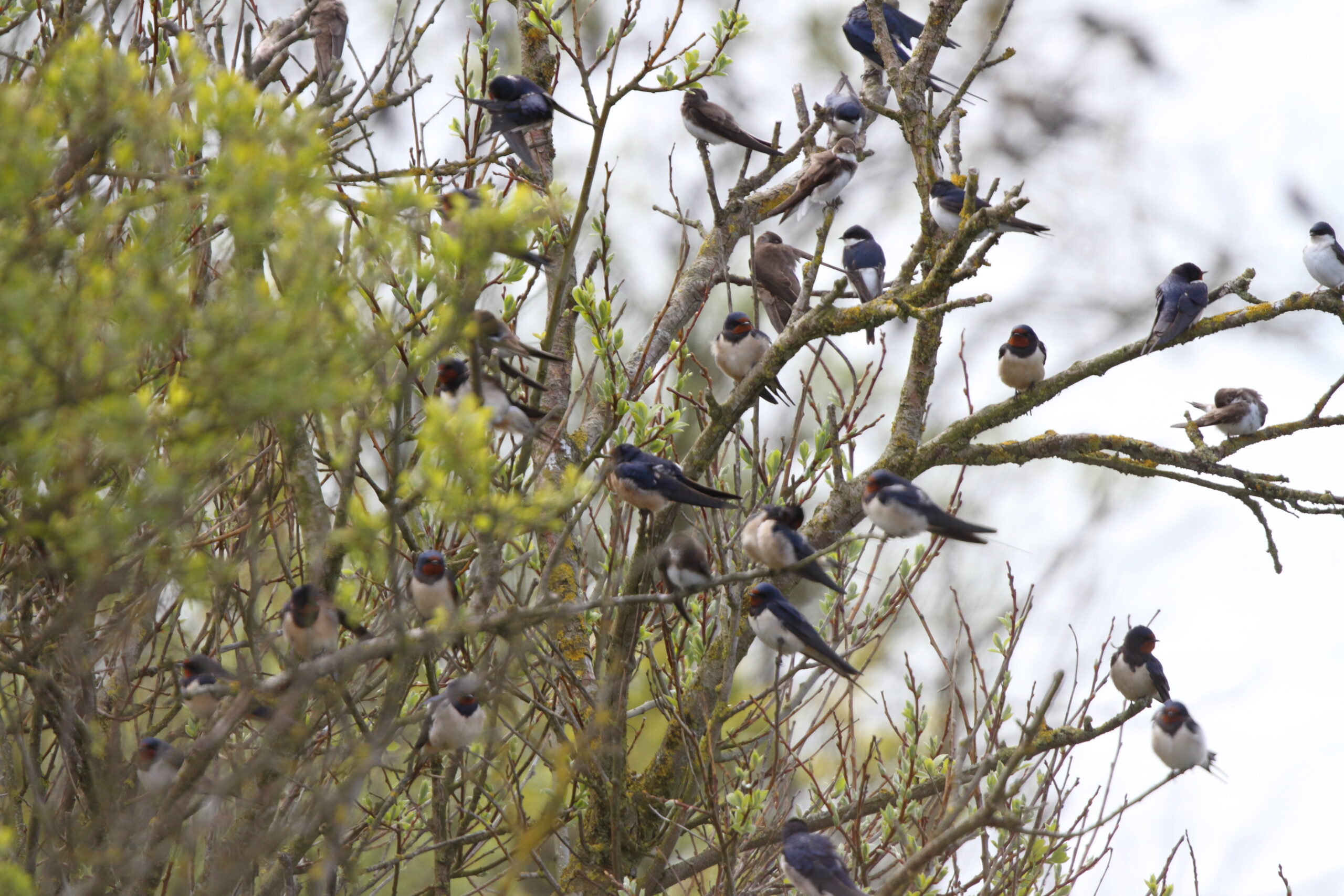Swallow. Isle of Man, May 2021 © Neil G Morris.