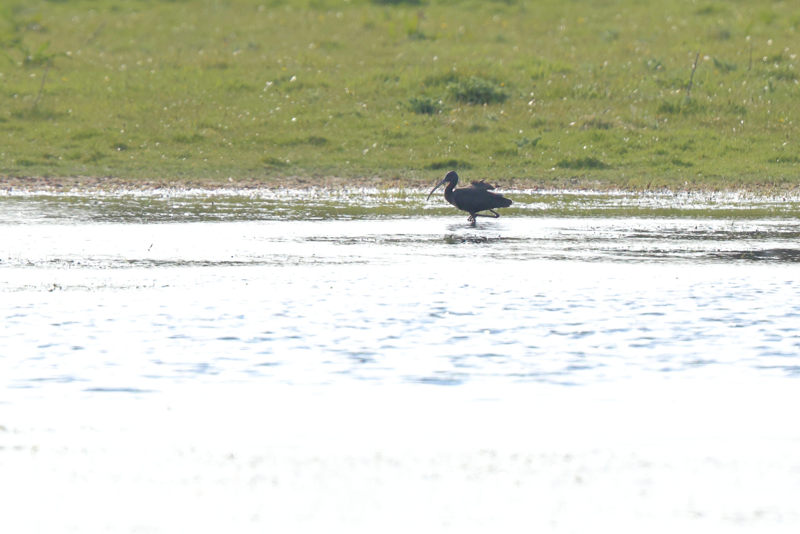 Glossy Ibis. Isle of Man, May 2024 © Neil G Morris.