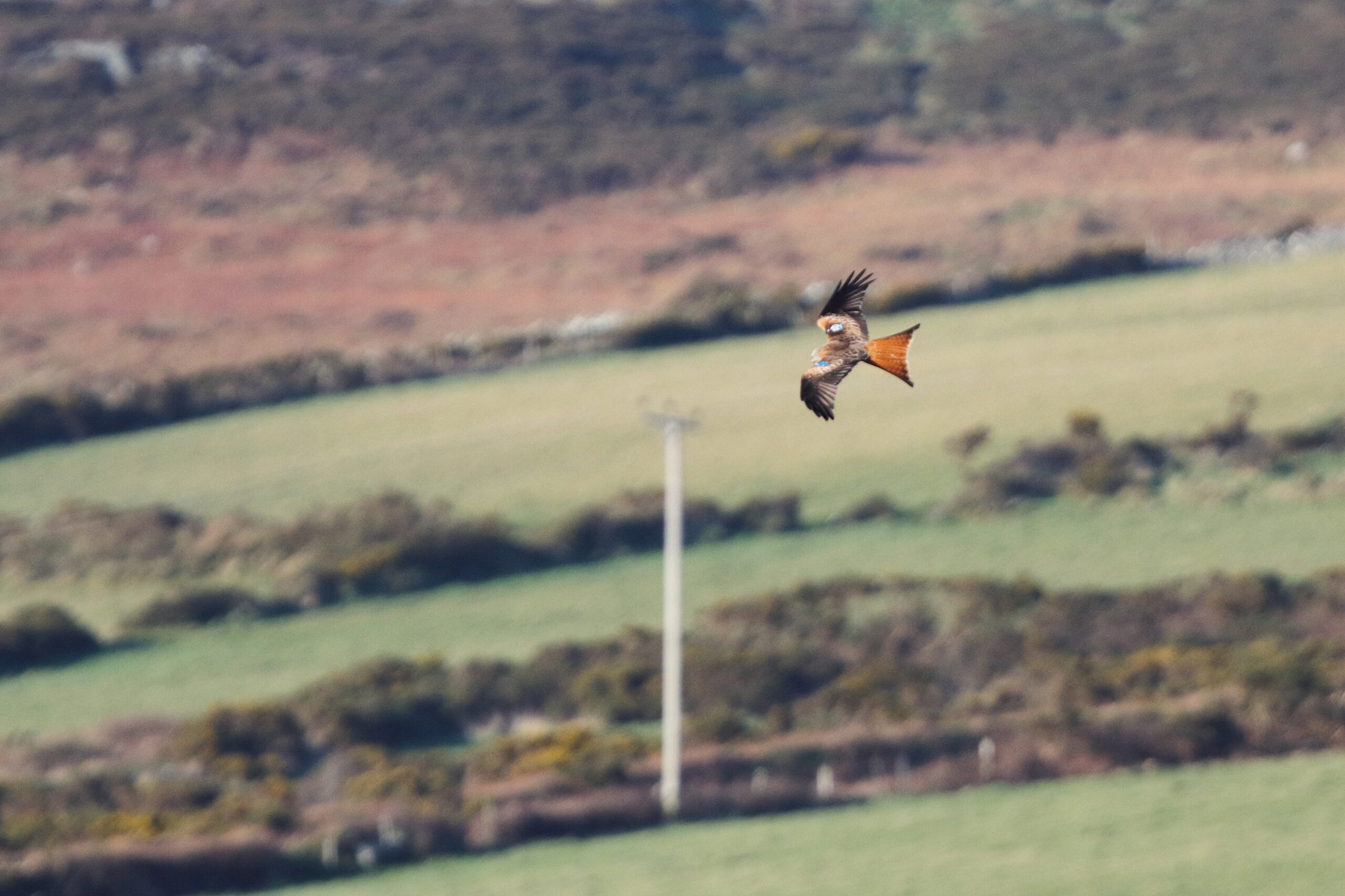 Red Kite. Isle of Man, February 2020 © Neil G Morris.