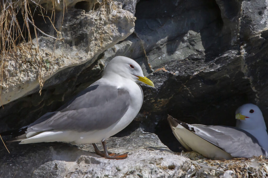 Kittiwake. Isle of Man, June 2022 © Neil G. Morris.