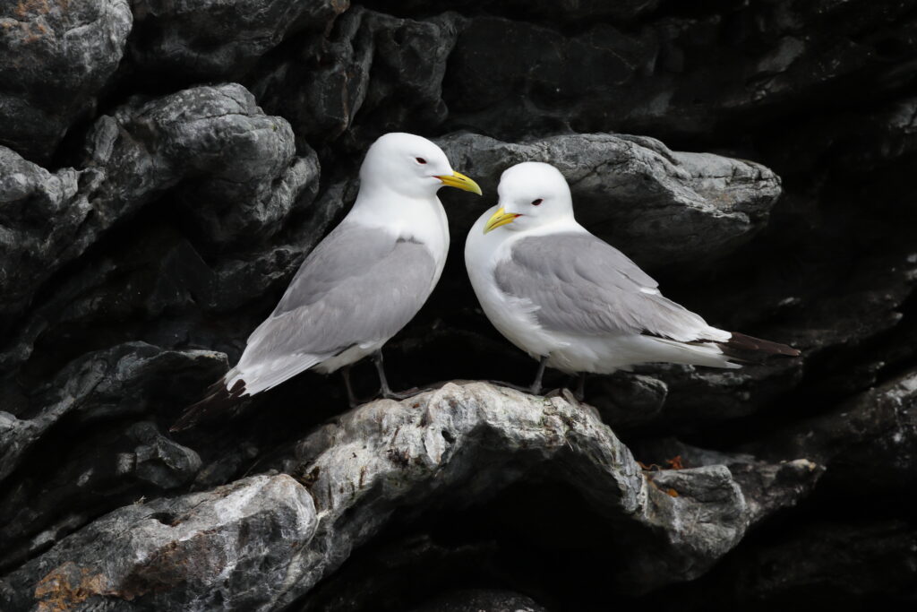 Kittiwake. Isle of Man, June 2021 © Neil G Morris.