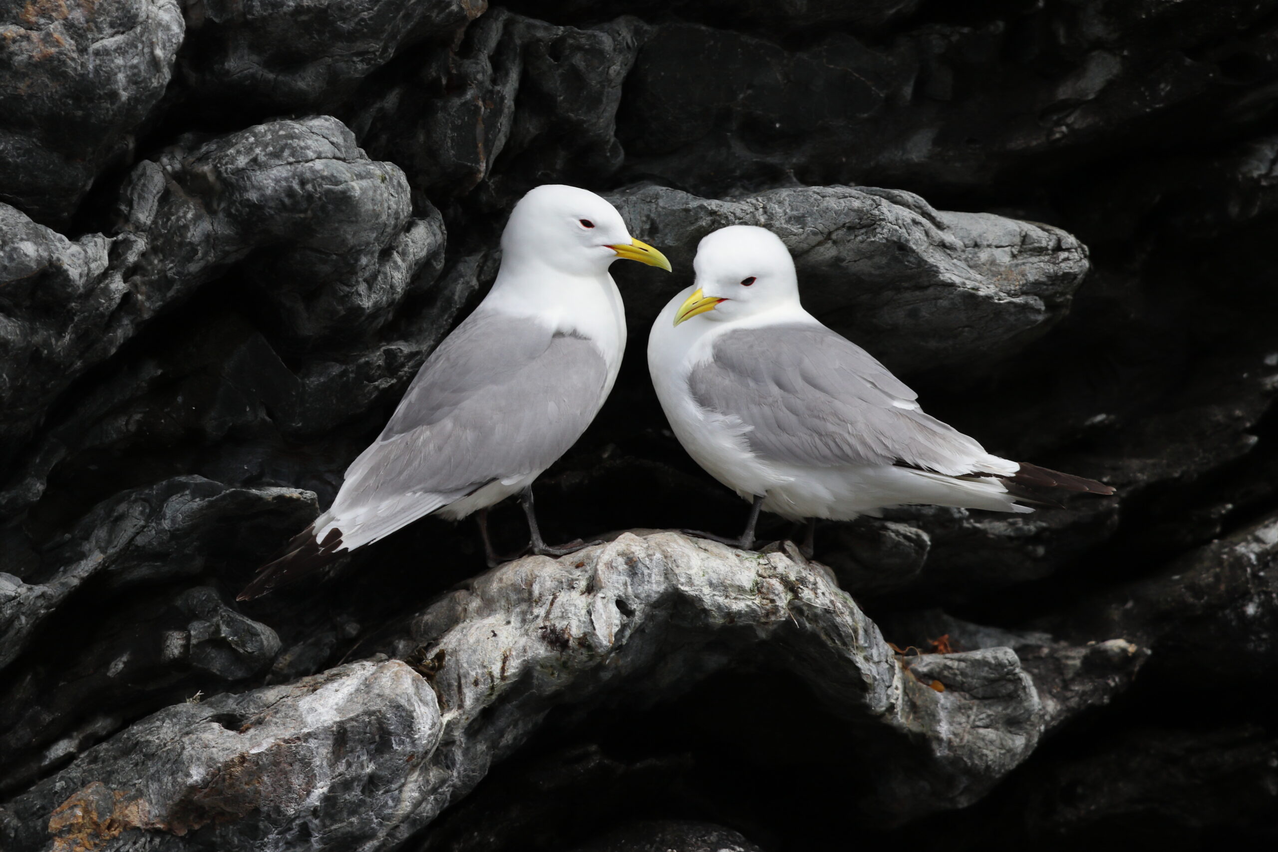 Kittiwake. Isle of Man, June 2021 © Neil G Morris.