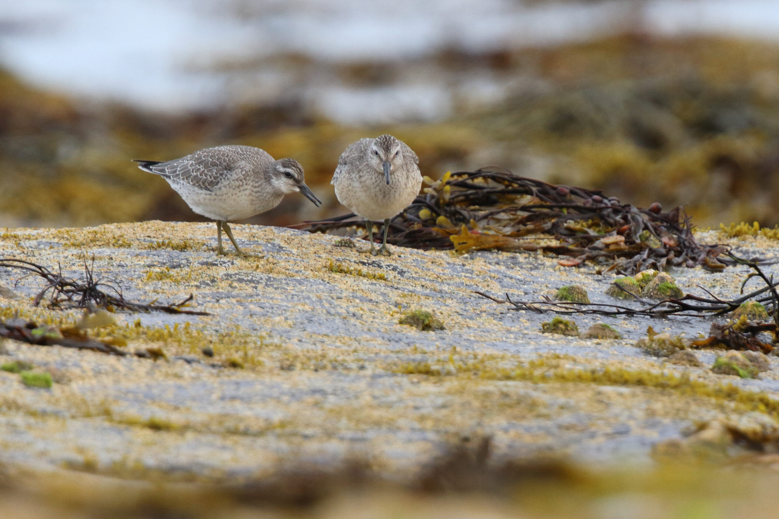 Knot. Isle of Man, August 2021 © Neil G Morris.