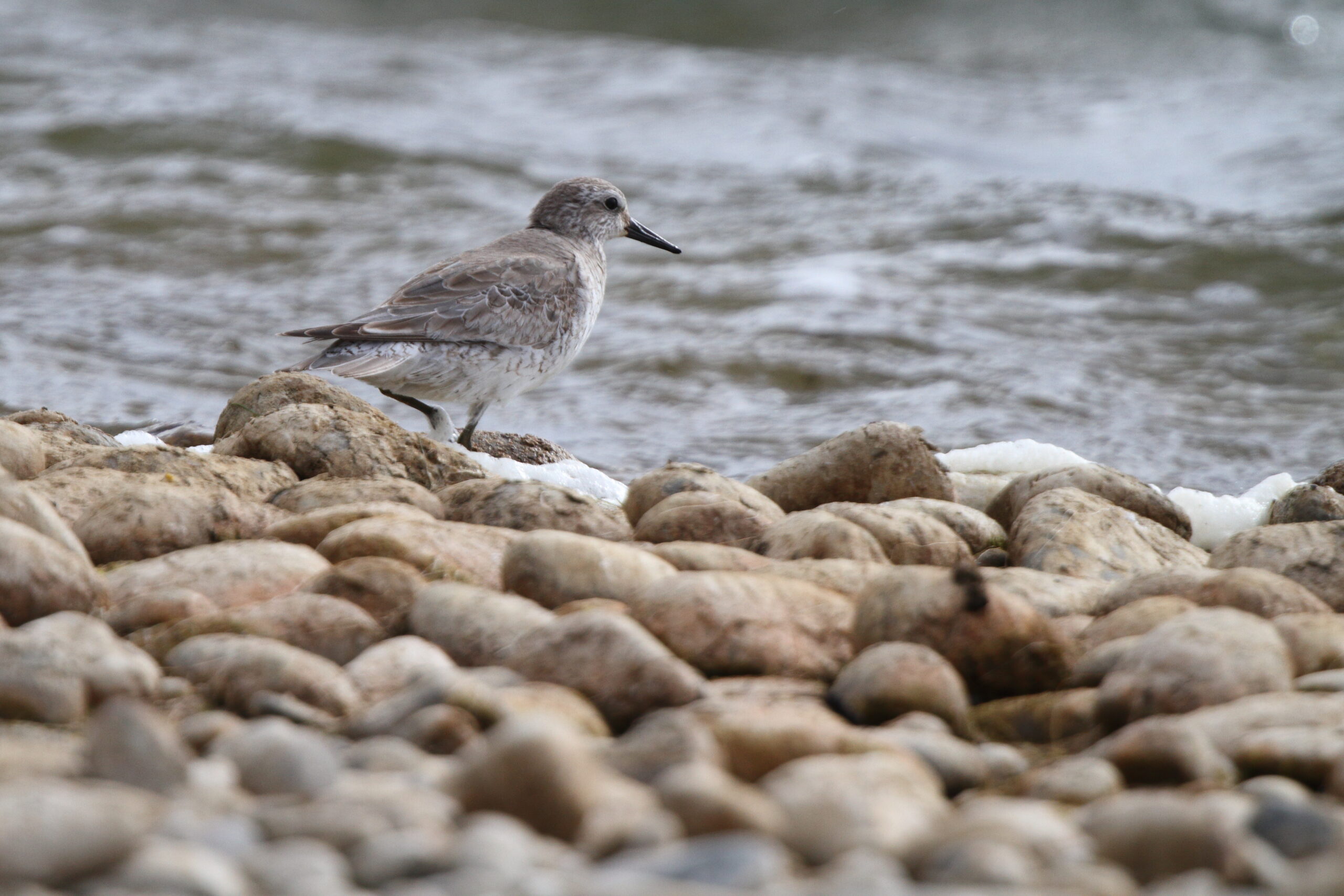 Knot. Isle of Man, June 2022 © Neil G Morris.