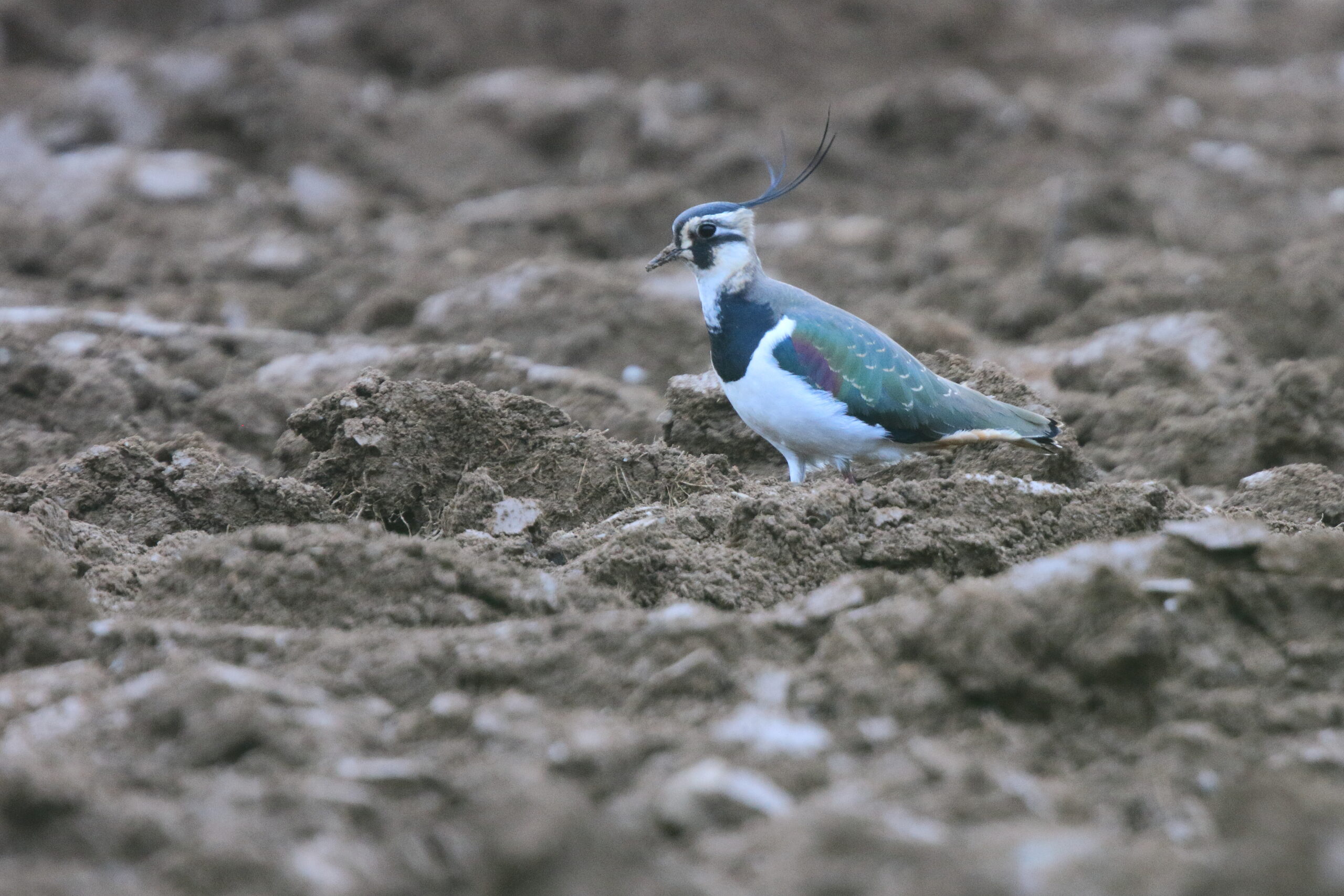 Lapwing. Isle of Man, January 2021 © Neil G Morris.