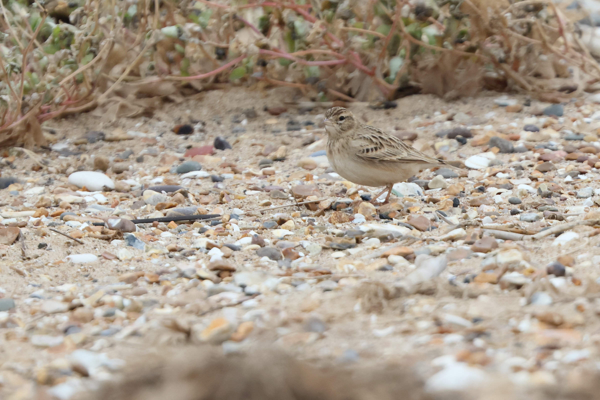 Greater Short-toed Lark. Snettisham, October 2025 © Neil G. Morris.