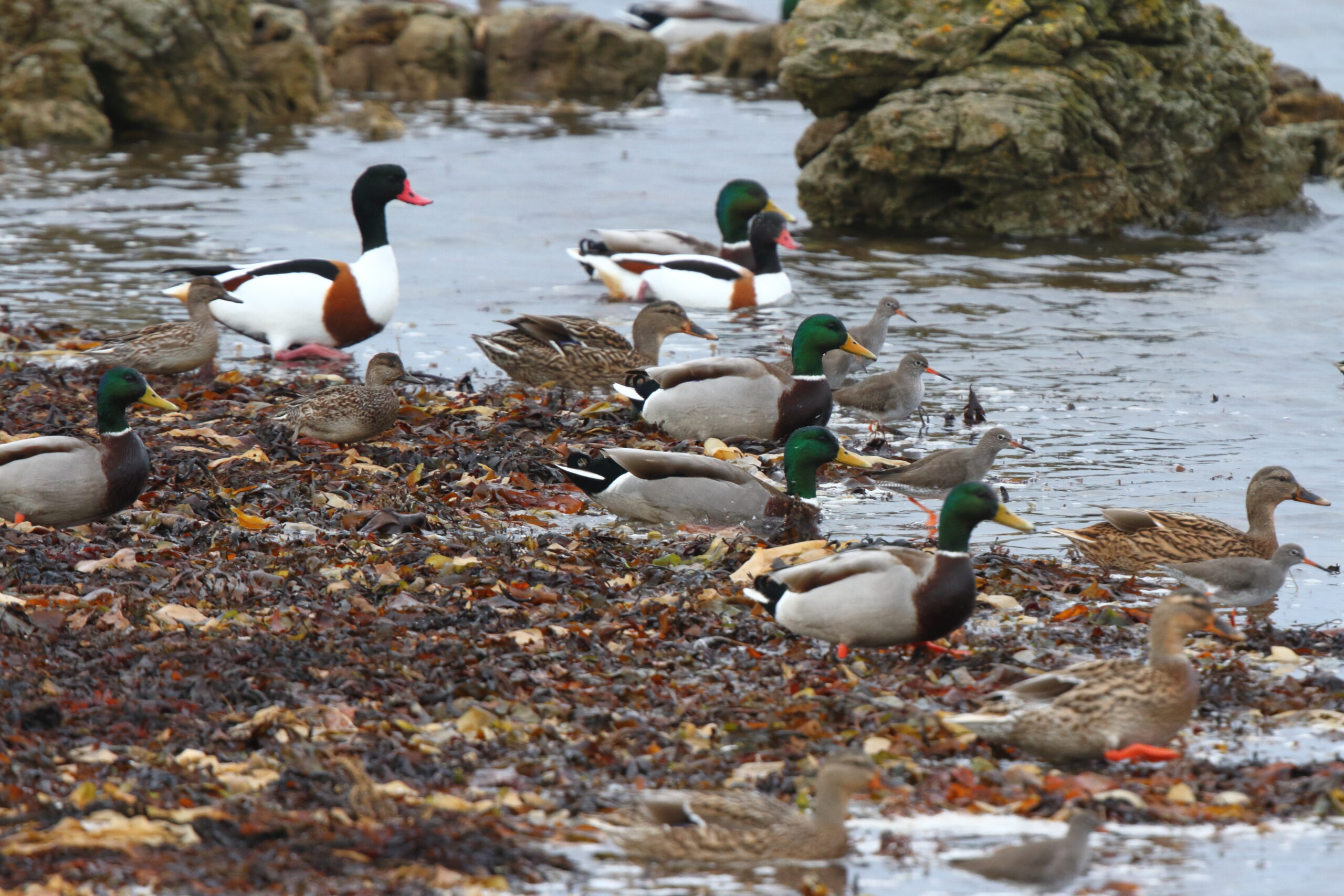 Mallard. Isle of Man, December 2018 © Neil G. Morris.