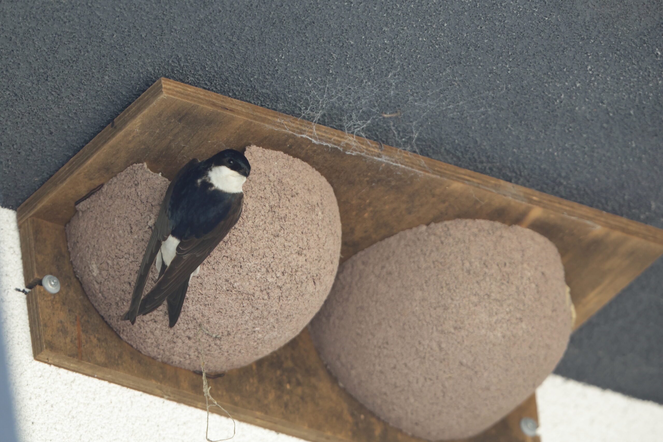 House Martin. Isle of Man, May 2023 © Neil G Morris.