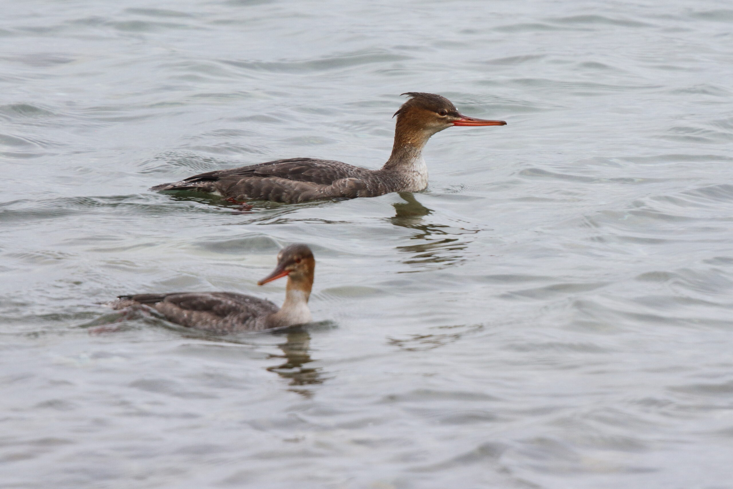 Red-breasted Merganser. Isle of Man, October 2021 © Neil G Morris.