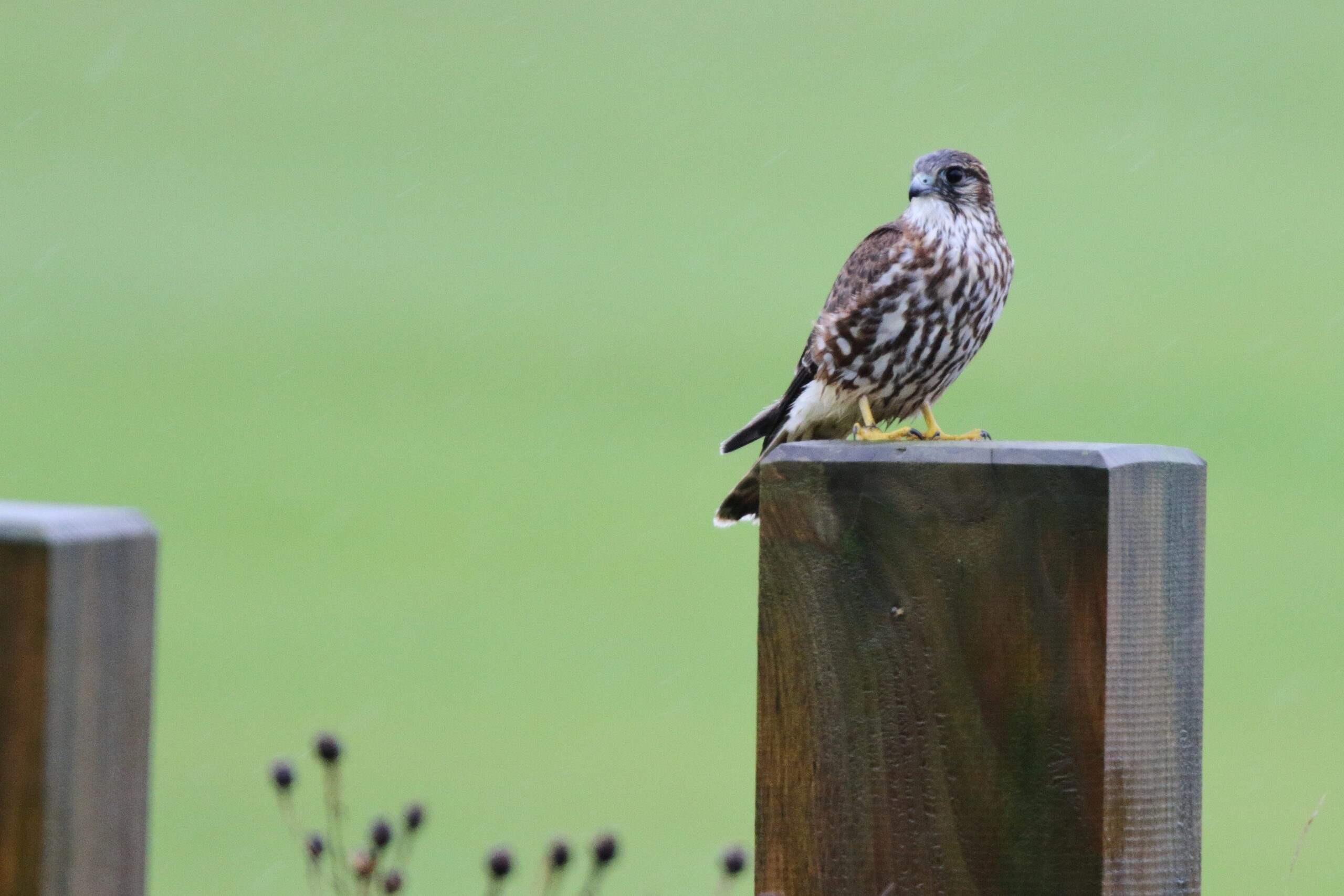 Merlin. Isle of Man, October 2019 © Neil G Morris.