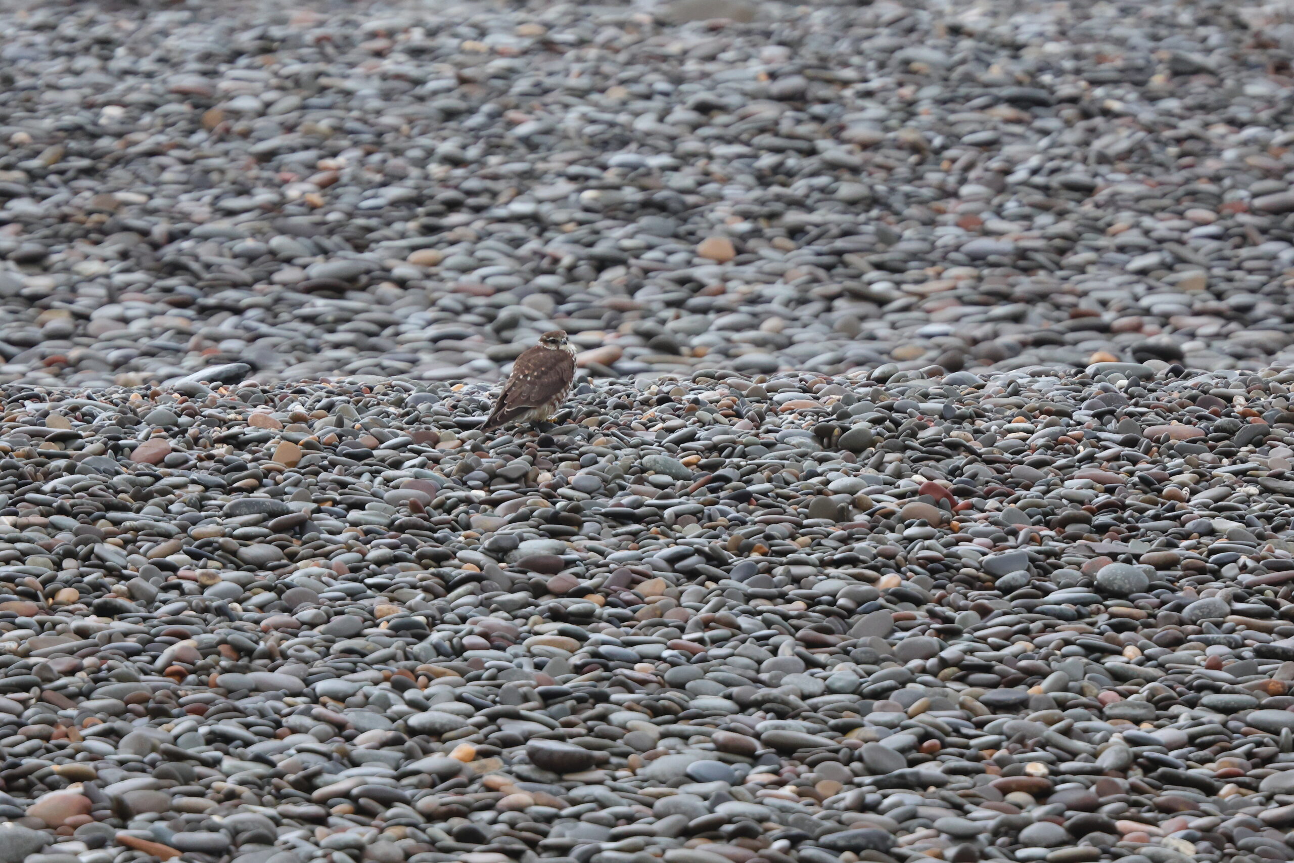 Merlin. Isle of Man, October 2022 © Neil G Morris.