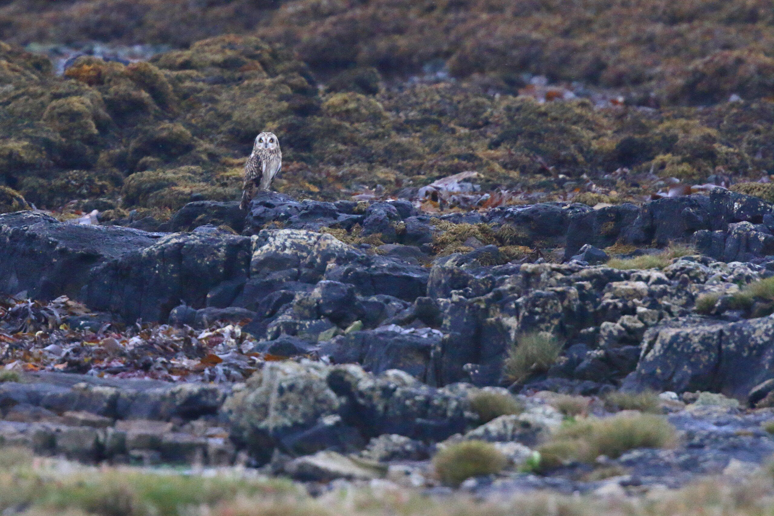 Short-eared Owl. Isle of Man, November 2015 © Neil G. Morris.