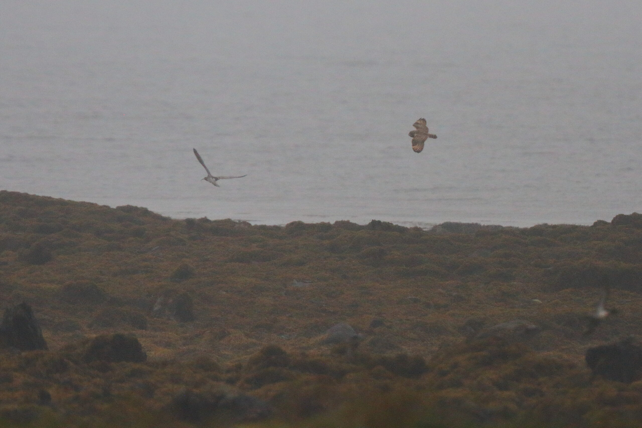 Short-eared Owl. Isle of Man, November 2020 © Neil G Morris.