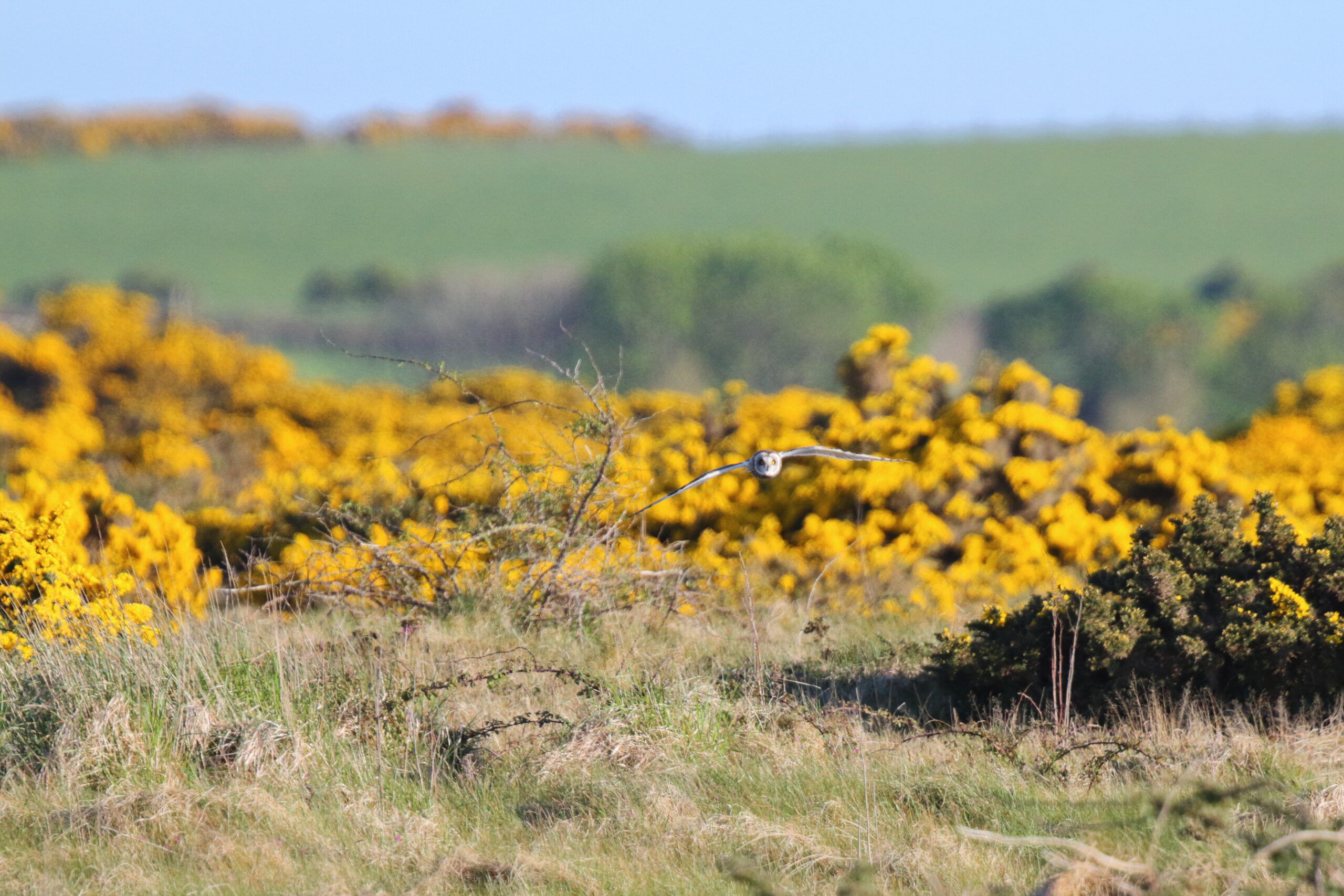 Short-eared Owl. Isle of Man, May 2021 © Neil G Morris.