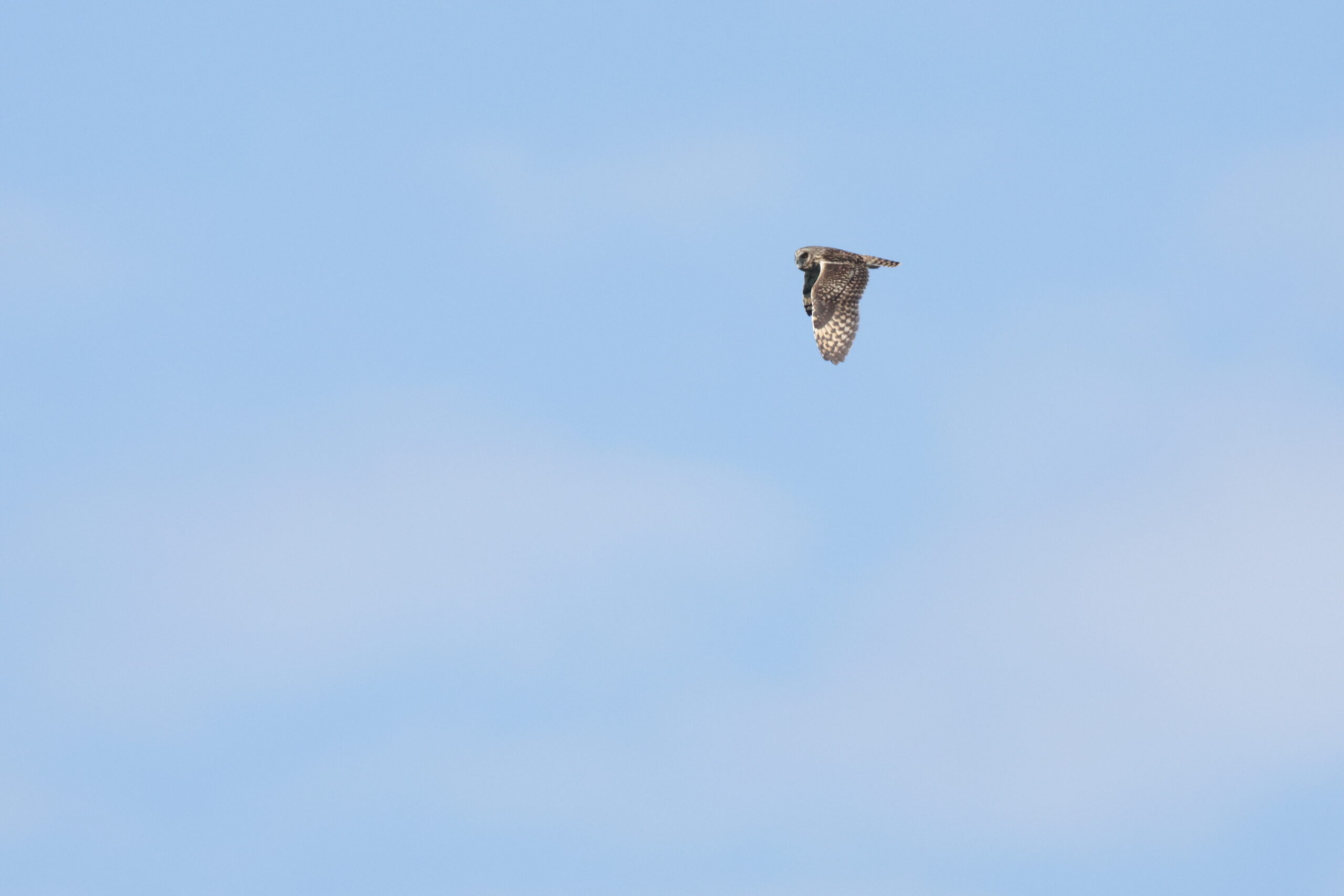 Short-eared Owl. Isle of Man, August 2023 © Neil G Morris.