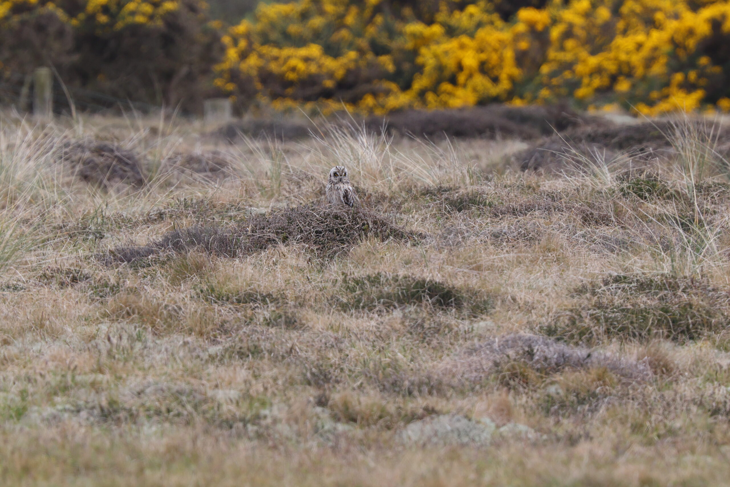 Short-eared Owl. Isle of Man, May 2024 © Neil G Morris.