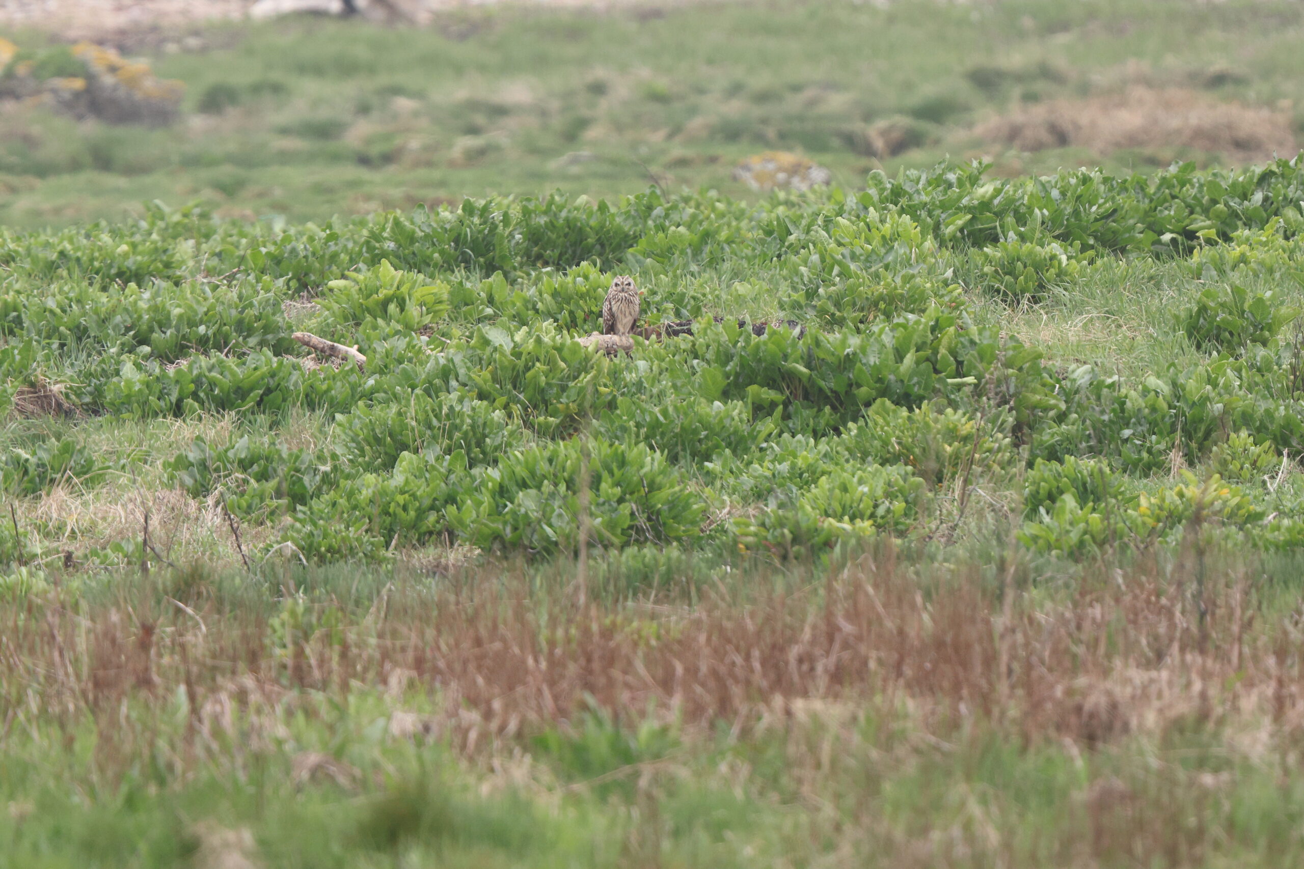Short-eared Owl. Isle of Man, May 2024 © Neil G Morris.