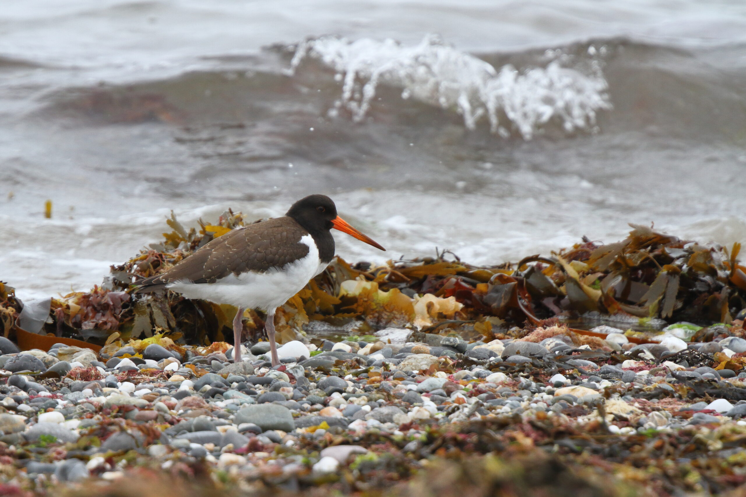 Oystercatcher. Isle of Man, August 2021 © Neil G Morris.