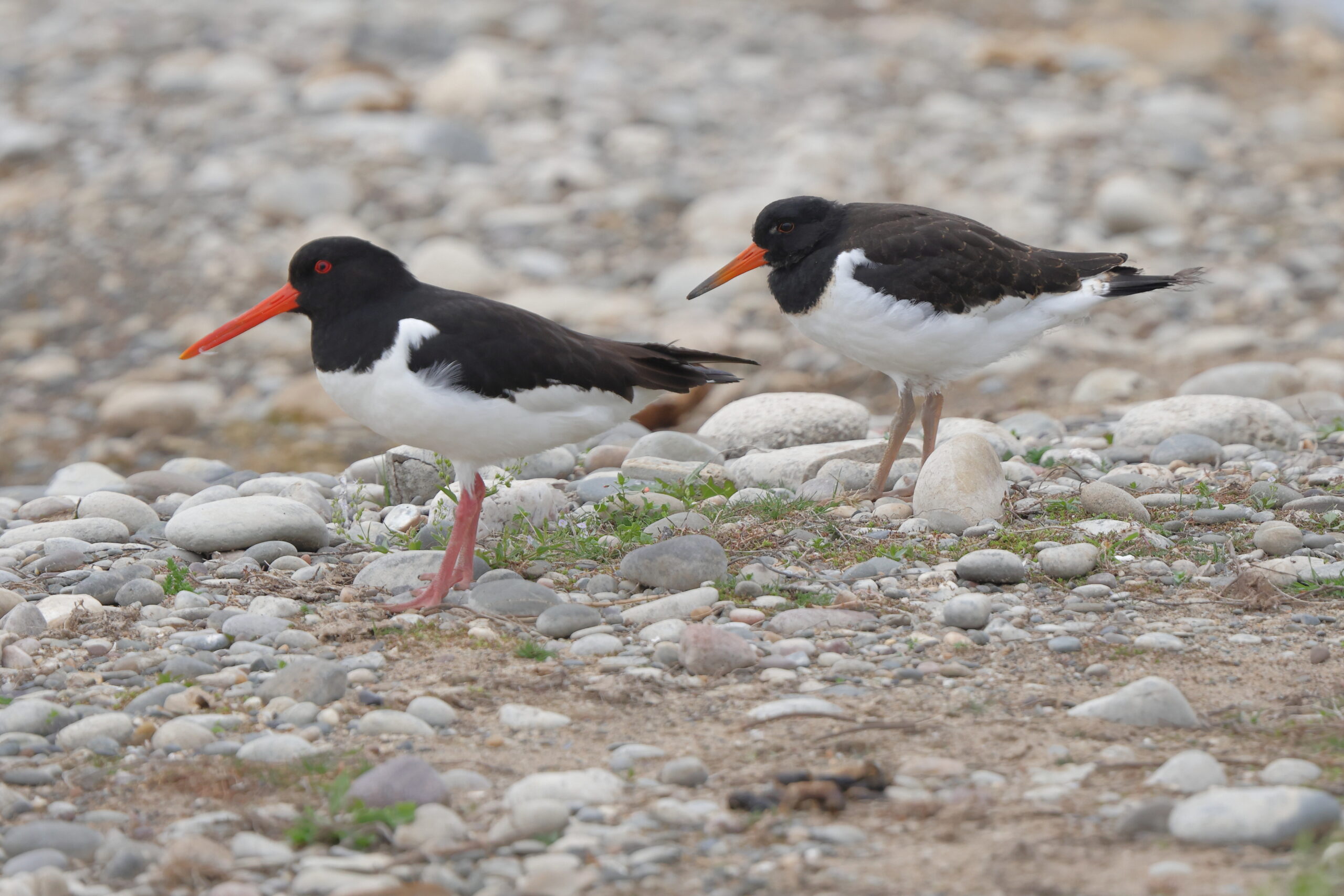 Oystercatcher. Isle of Man, June 2023 © Neil G Morris.