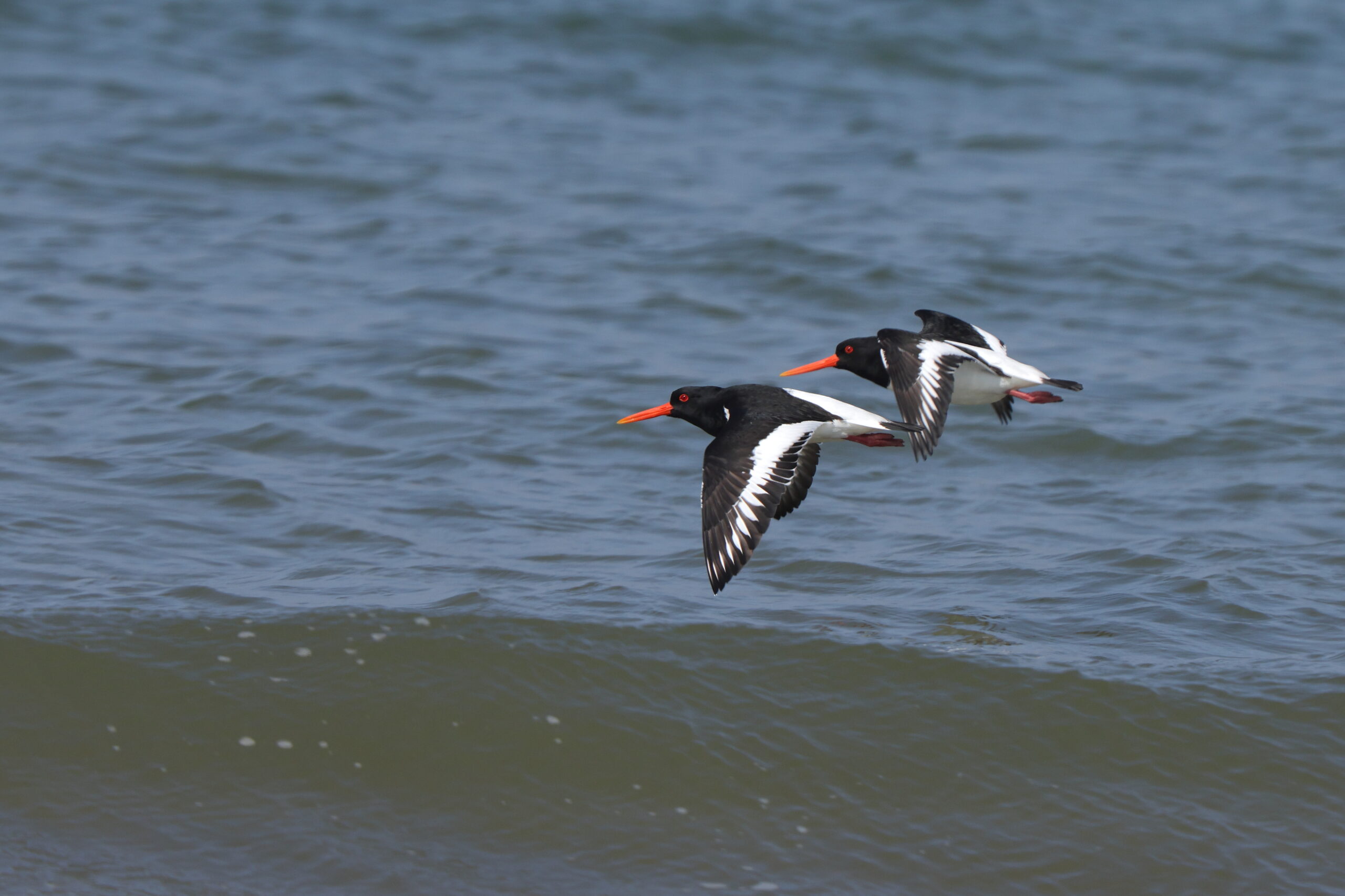 Oystercatcher. Isle of Man, May 2024 © Neil G Morris.