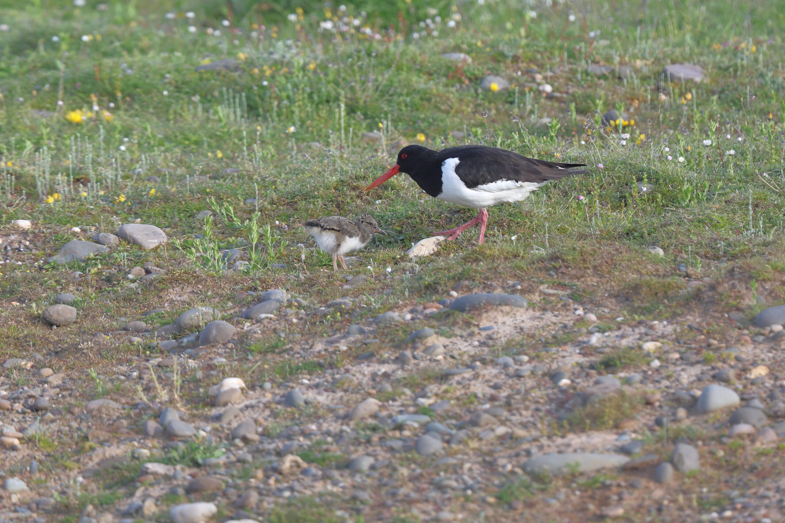 Oystercatcher. Isle of Man, May 2024 © Neil G Morris.