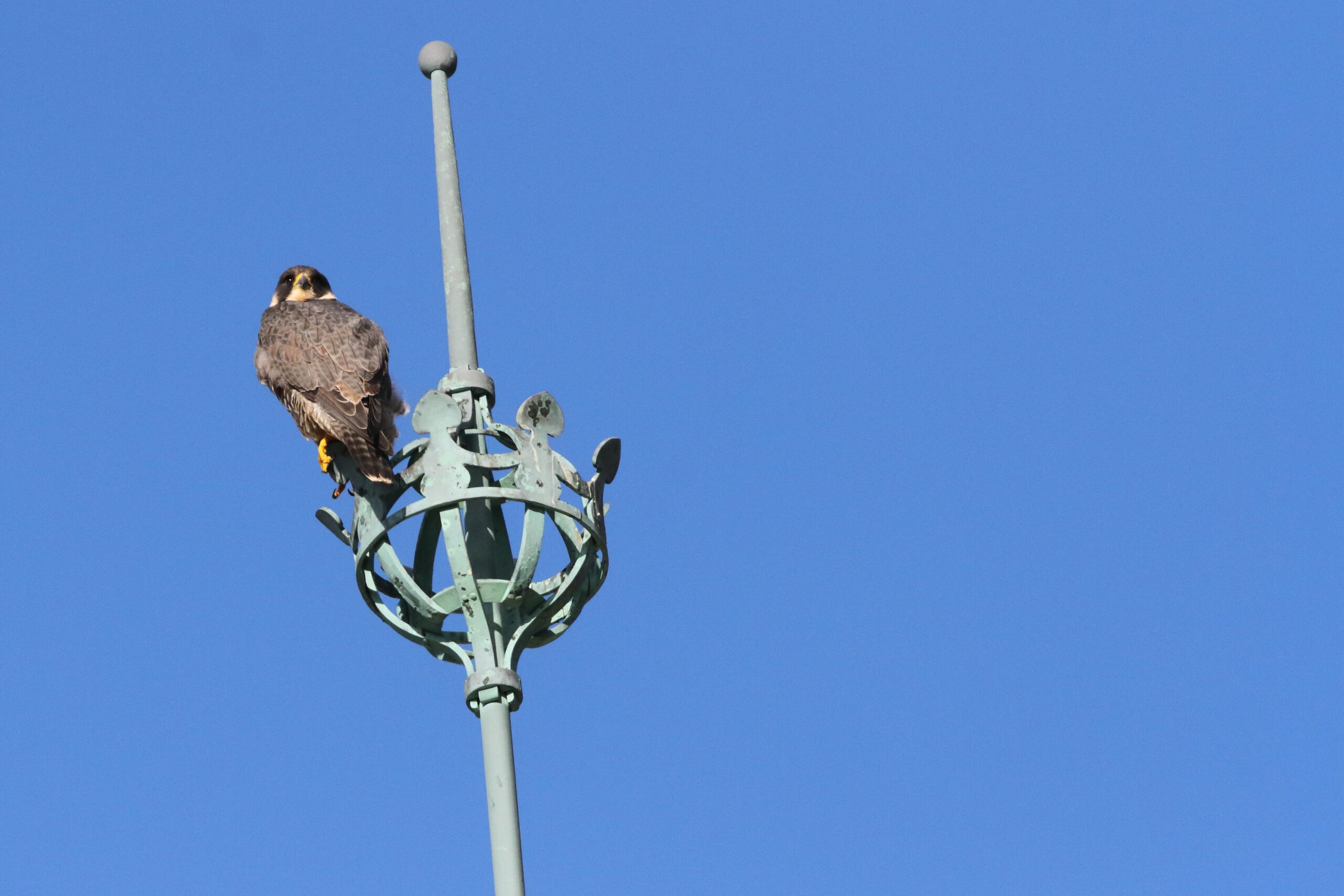 Peregrine. Isle of Man, December 2018 © Neil G Morris.