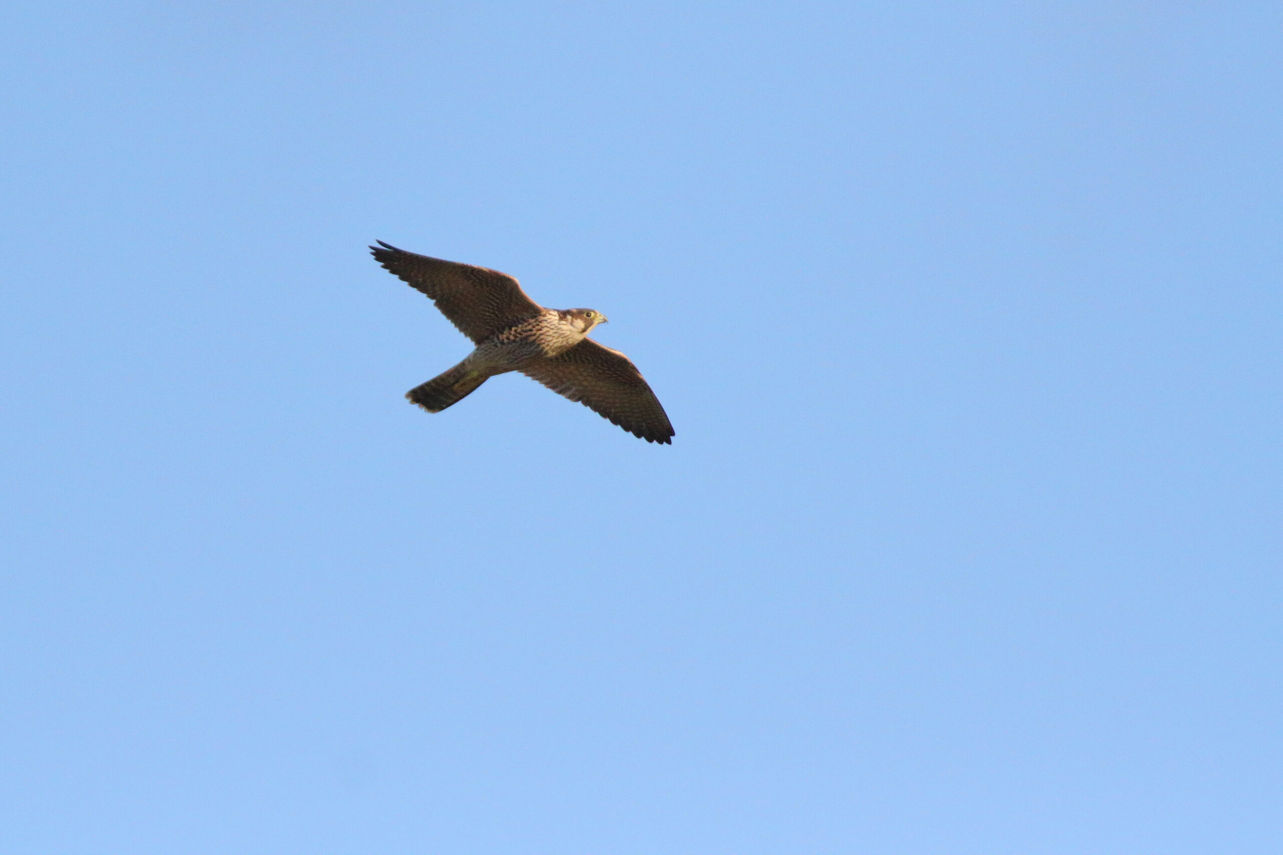 Peregrine. Isle of Man, September 2020 © Neil G Morris.