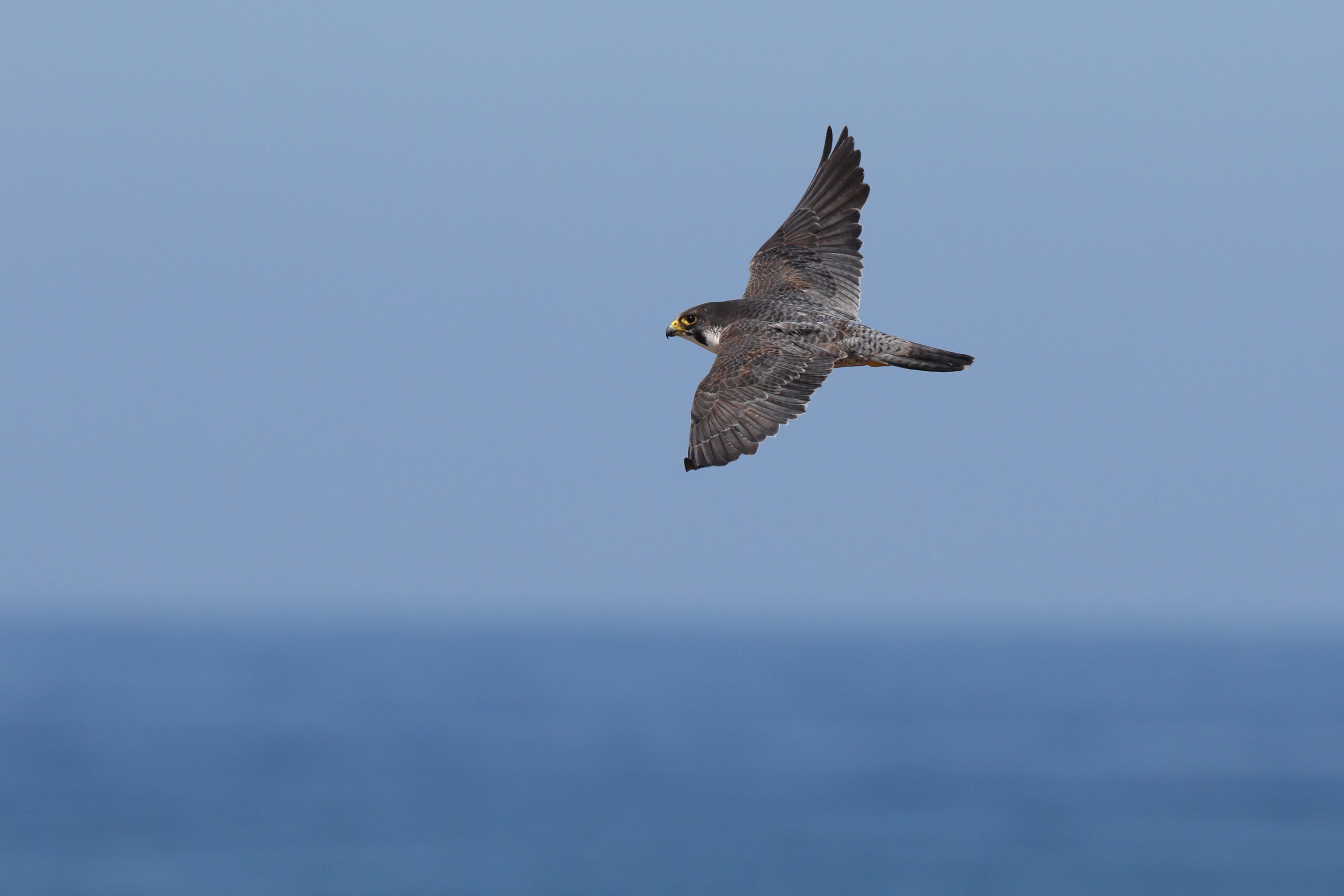 Peregrine. Isle of Man, May 2024 © Neil G Morris.