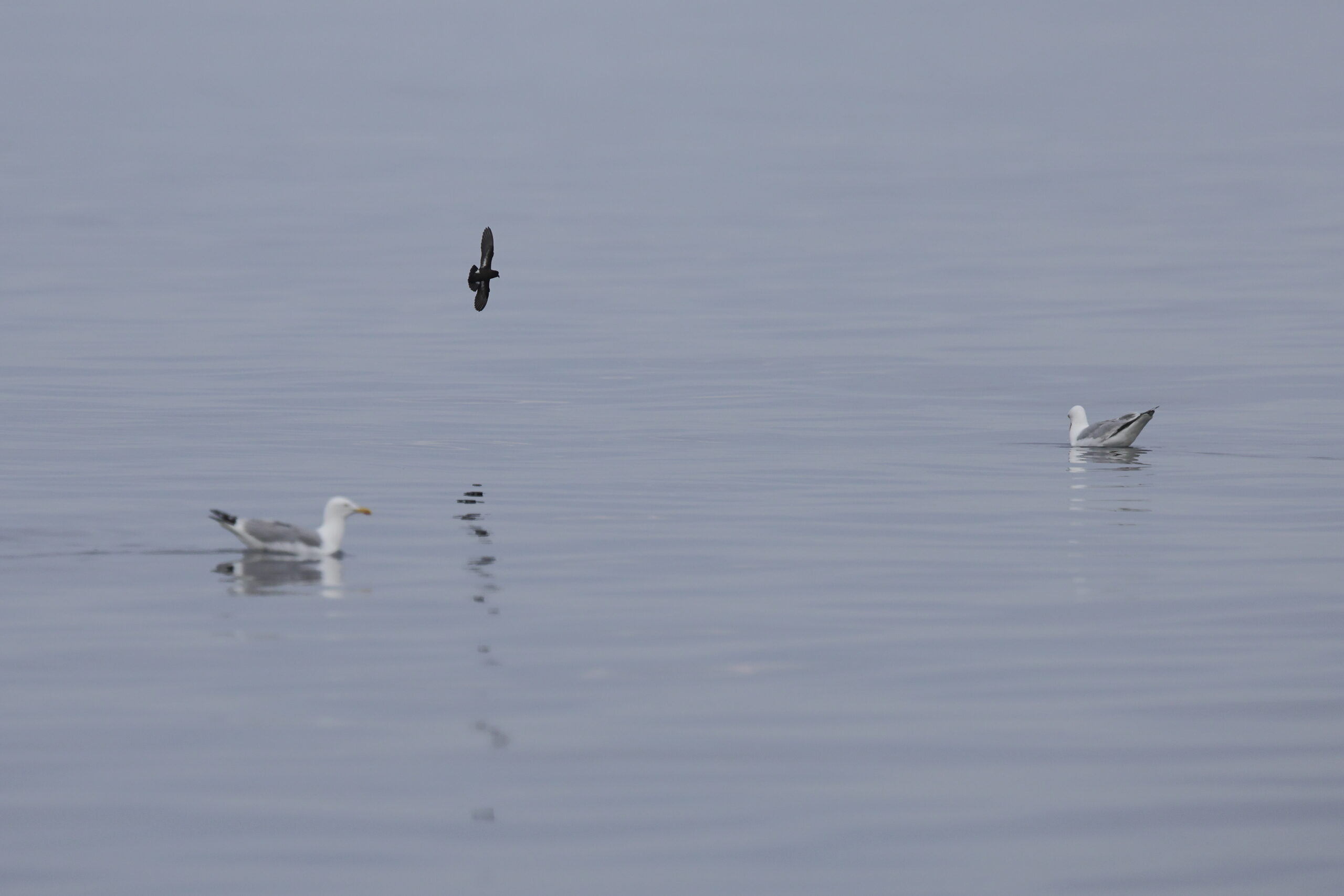 Storm Petrel. Isle of Man, June 2022 © Neil G Morris.