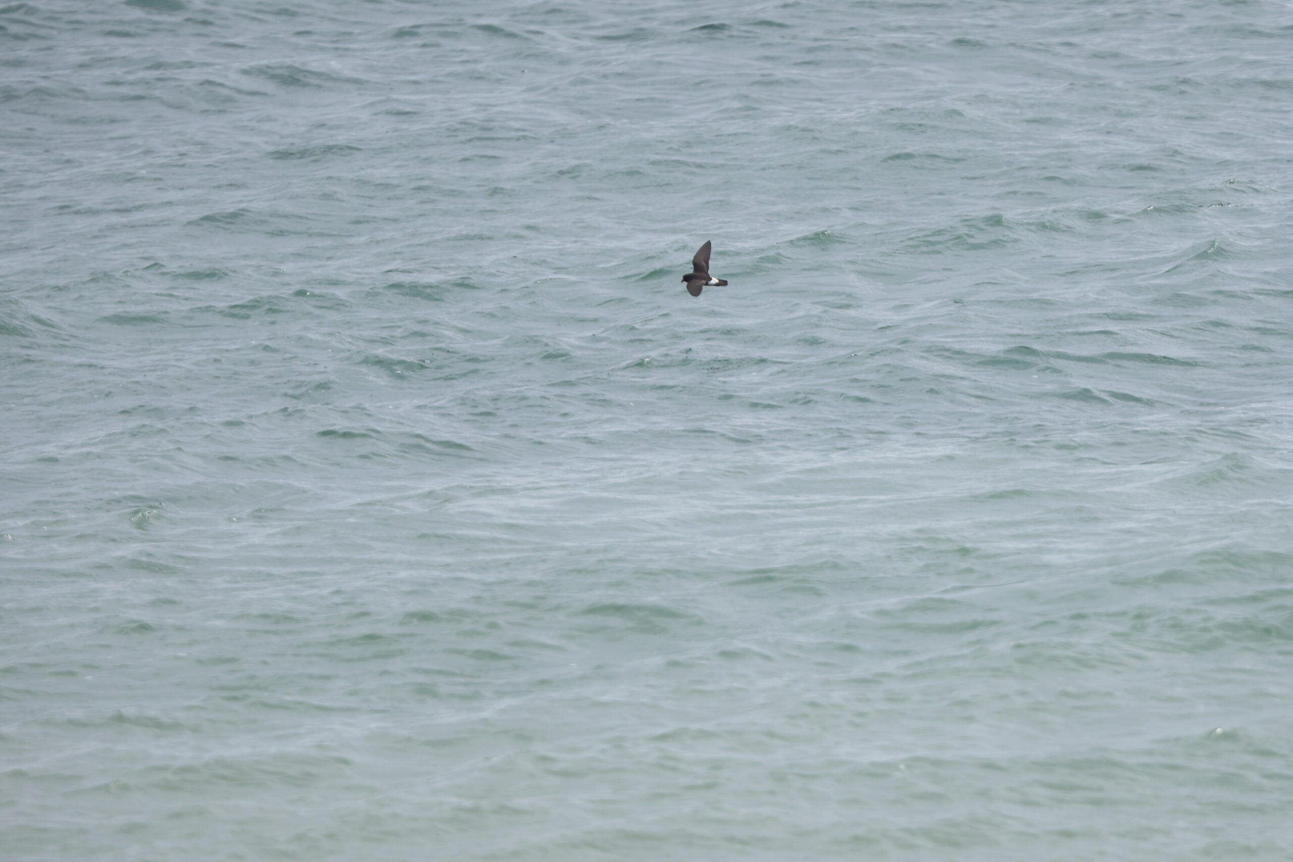 Storm Petrel. Isle of Man, July 2023 © Neil G Morris.