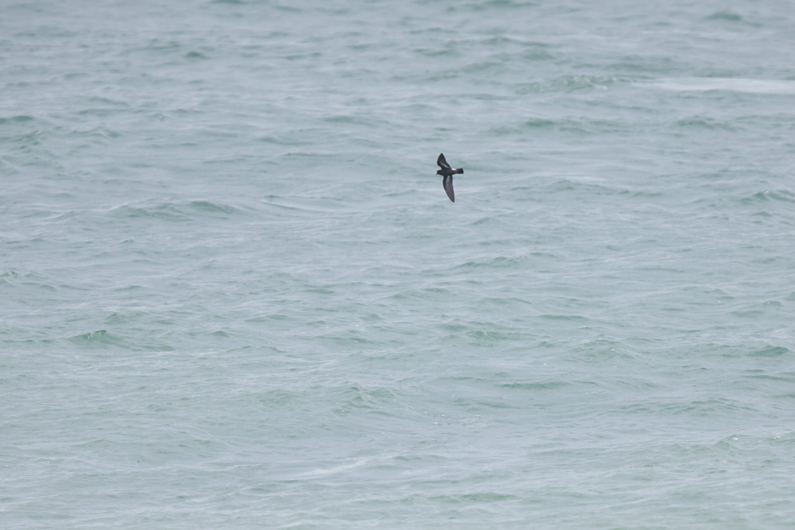 Storm Petrel. Isle of Man, July 2023 © Neil G Morris.
