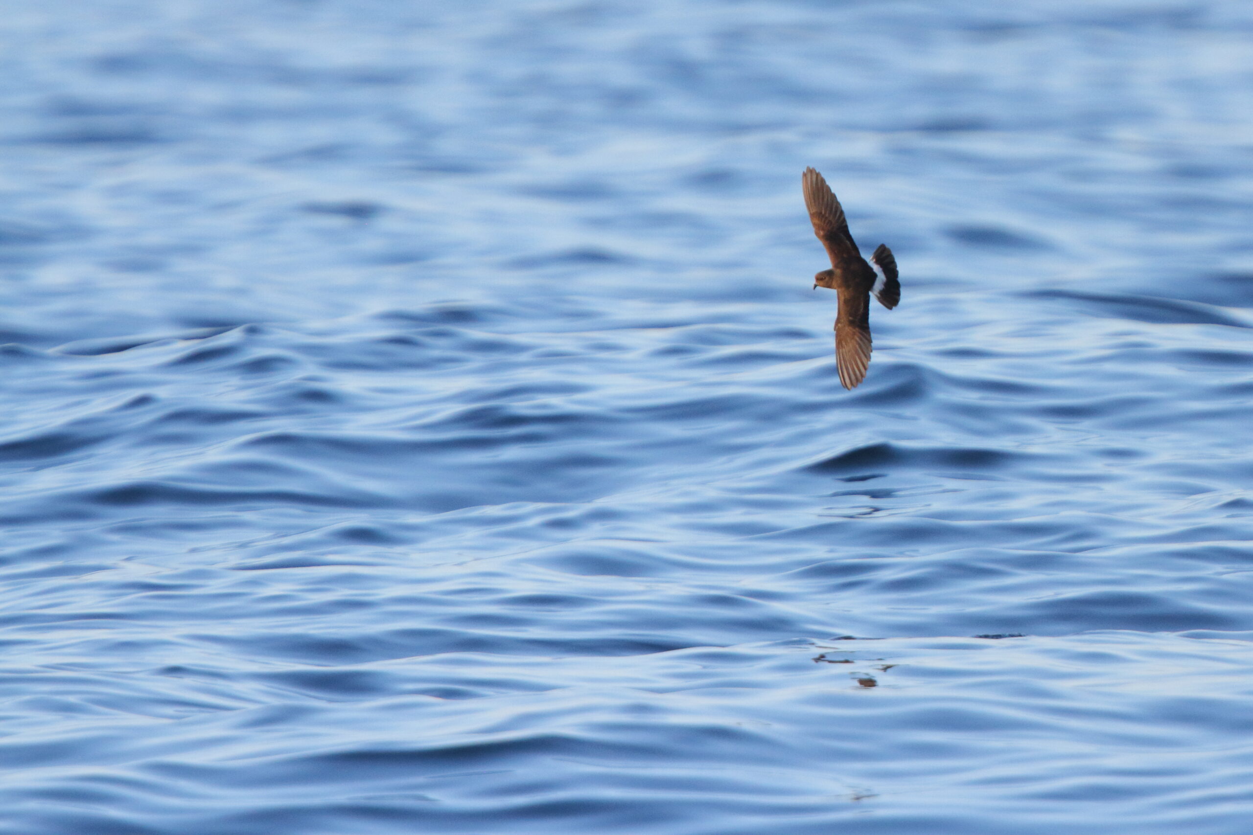 Storm Petrel. Isle of Man, August 2021 © Neil G Morris.