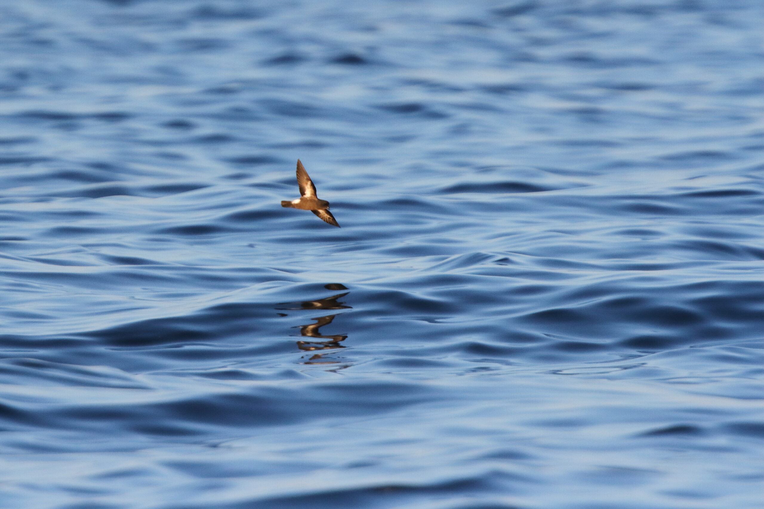 Storm Petrel. Isle of Man, August 2021 © Neil G Morris.
