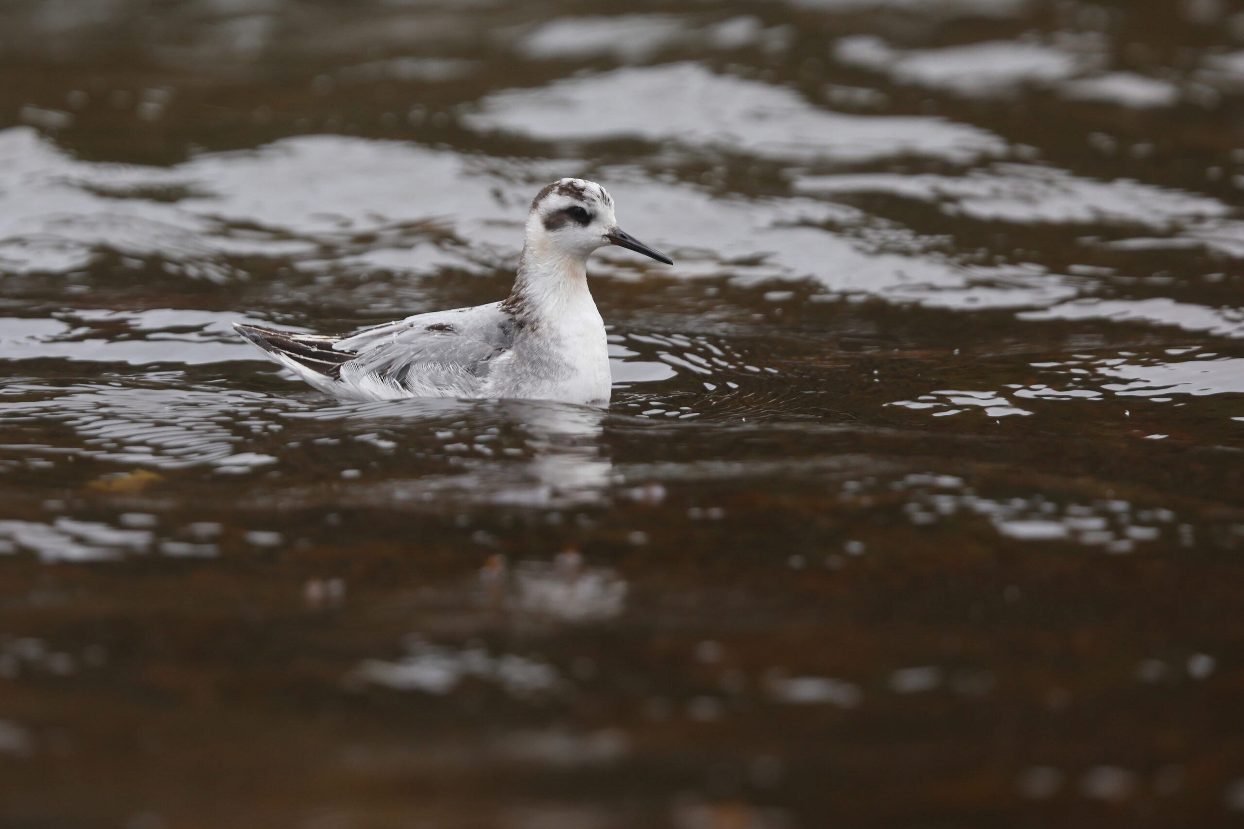 Grey Phalarope. Isle of Man, October 2022 © Neil G Morris.