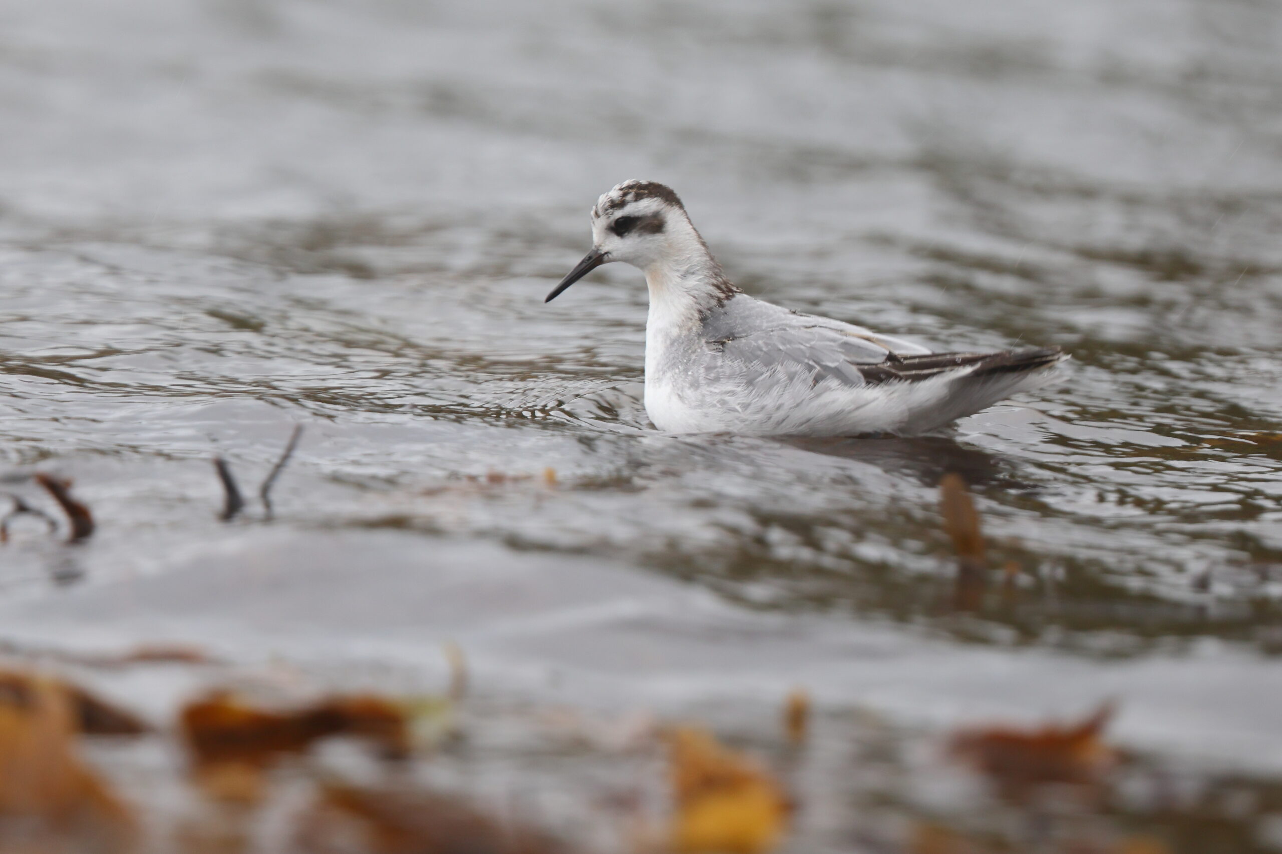 Grey Phalarope. Isle of Man, October 2022 © Neil G Morris.