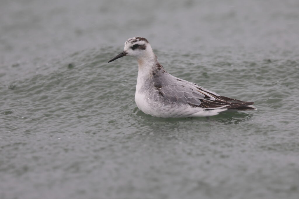 Grey Phalarope. Isle of Man, October 2022 © Neil G Morris.
