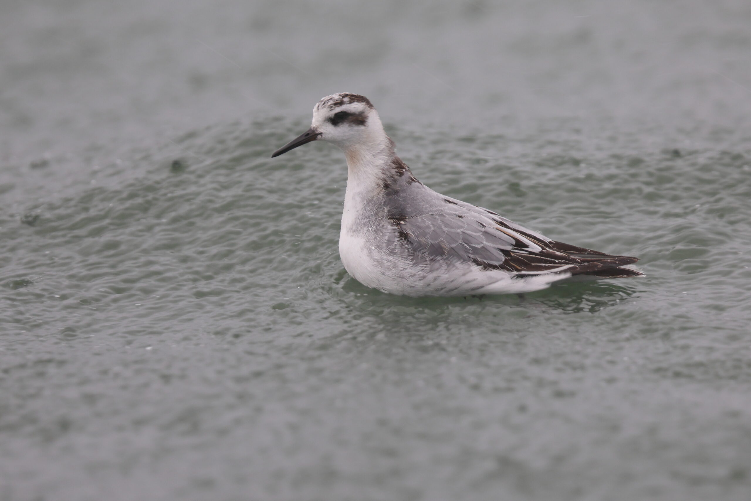 Grey Phalarope. Isle of Man, October 2022 © Neil G Morris.