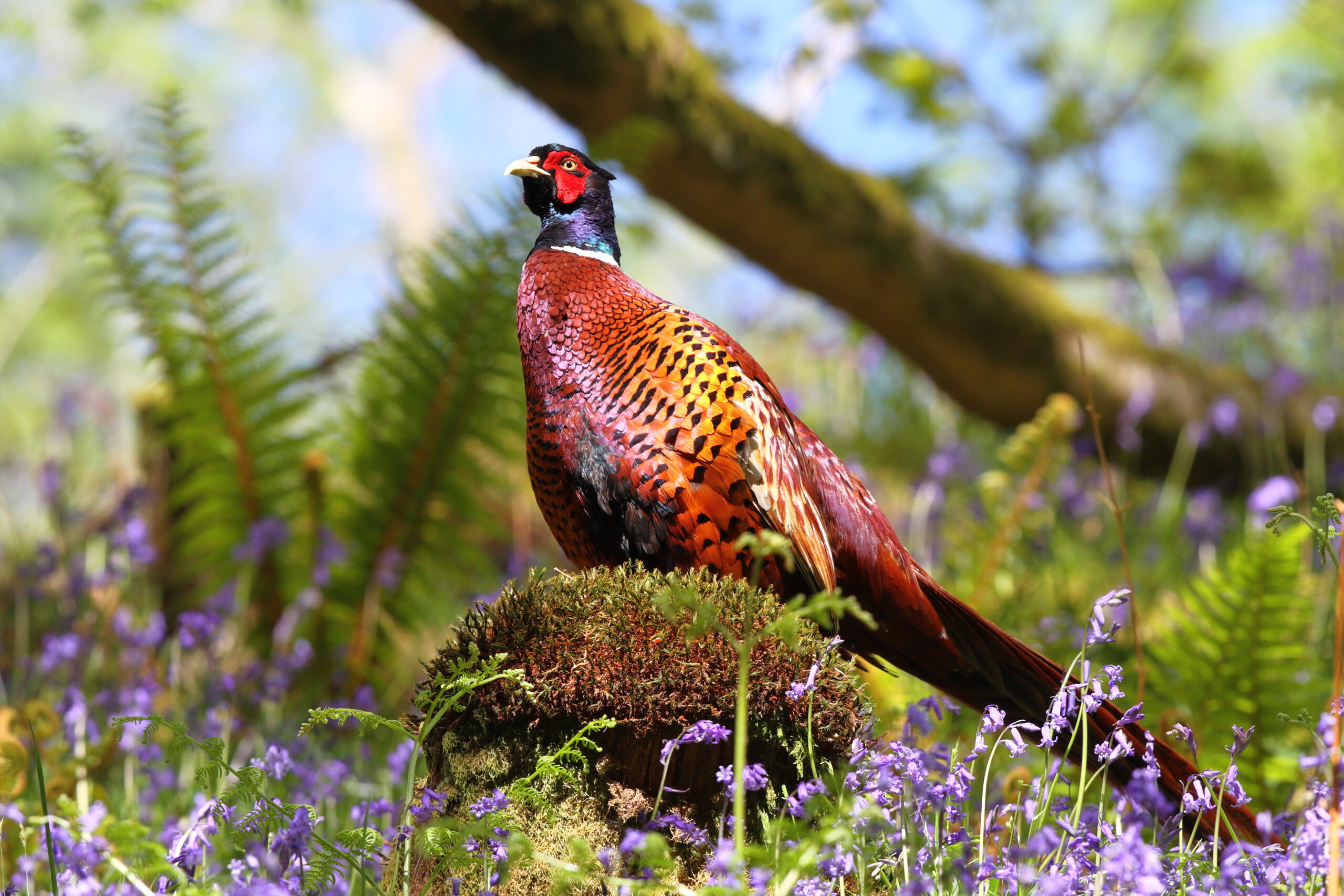 Pheasant. Isle of Man, May 2021 © Neil G Morris.