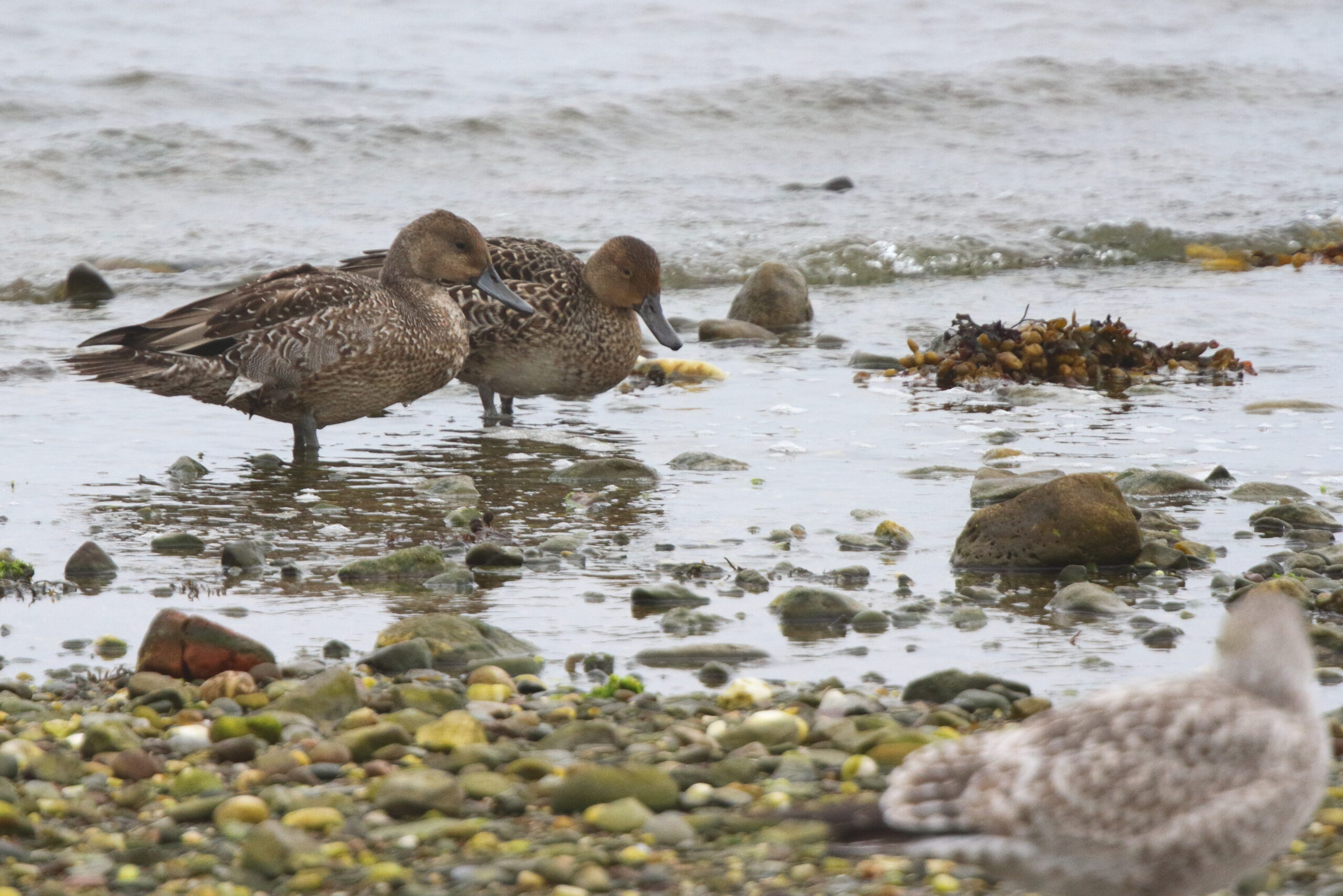 Pintail. Isle of Man, September 2018 © Neil G Morris.