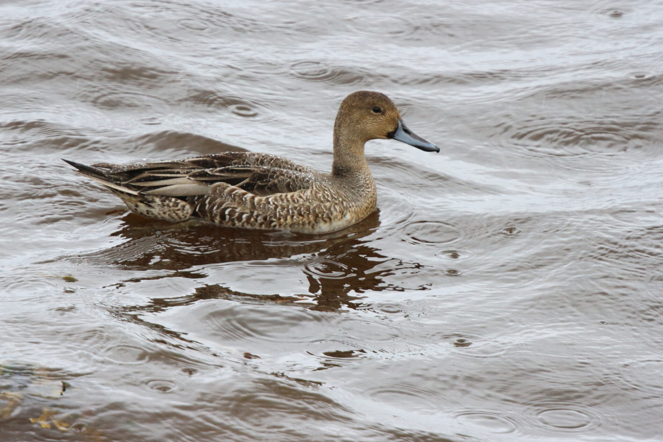 Pintail. Isle of Man, September 2018 © Neil G Morris.